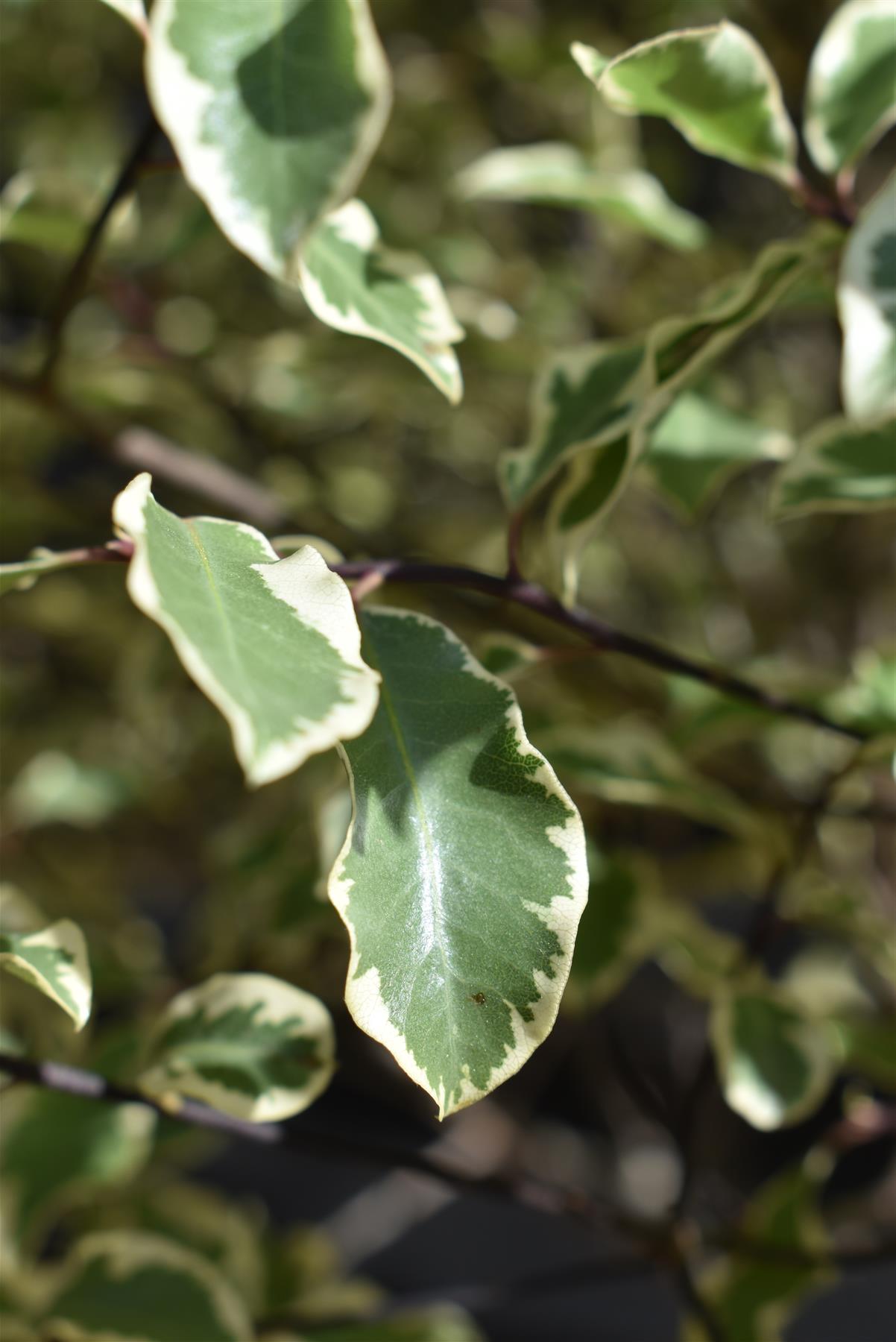 Pittosporum Victoria - Clear Stem 85cm - 170-175cm - 20lt