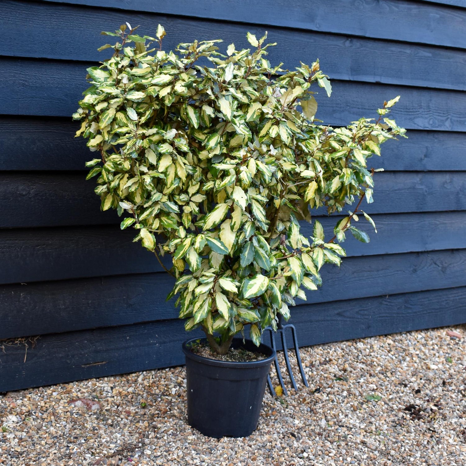 Elaeagnus x ebbingei 'Maryline' - 100cm, 10lt