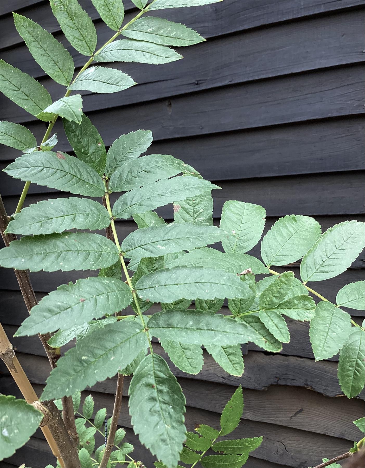 Sorbus aucuparia | Rowan | European Mountain Ash - 160-180cm - 12lt