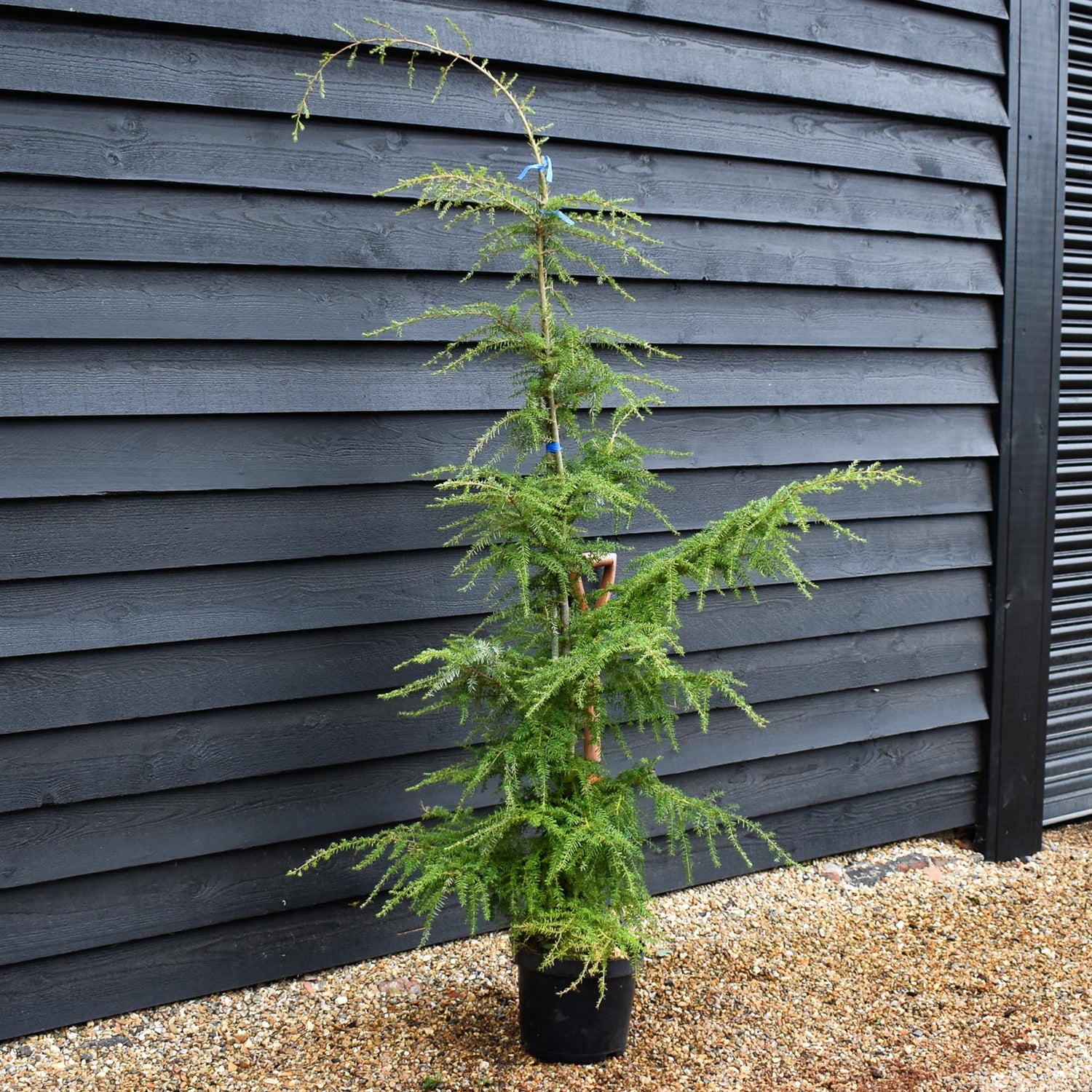 Tsuga heterophylla | Western Hemlock - Height 175-200cm - 10lt