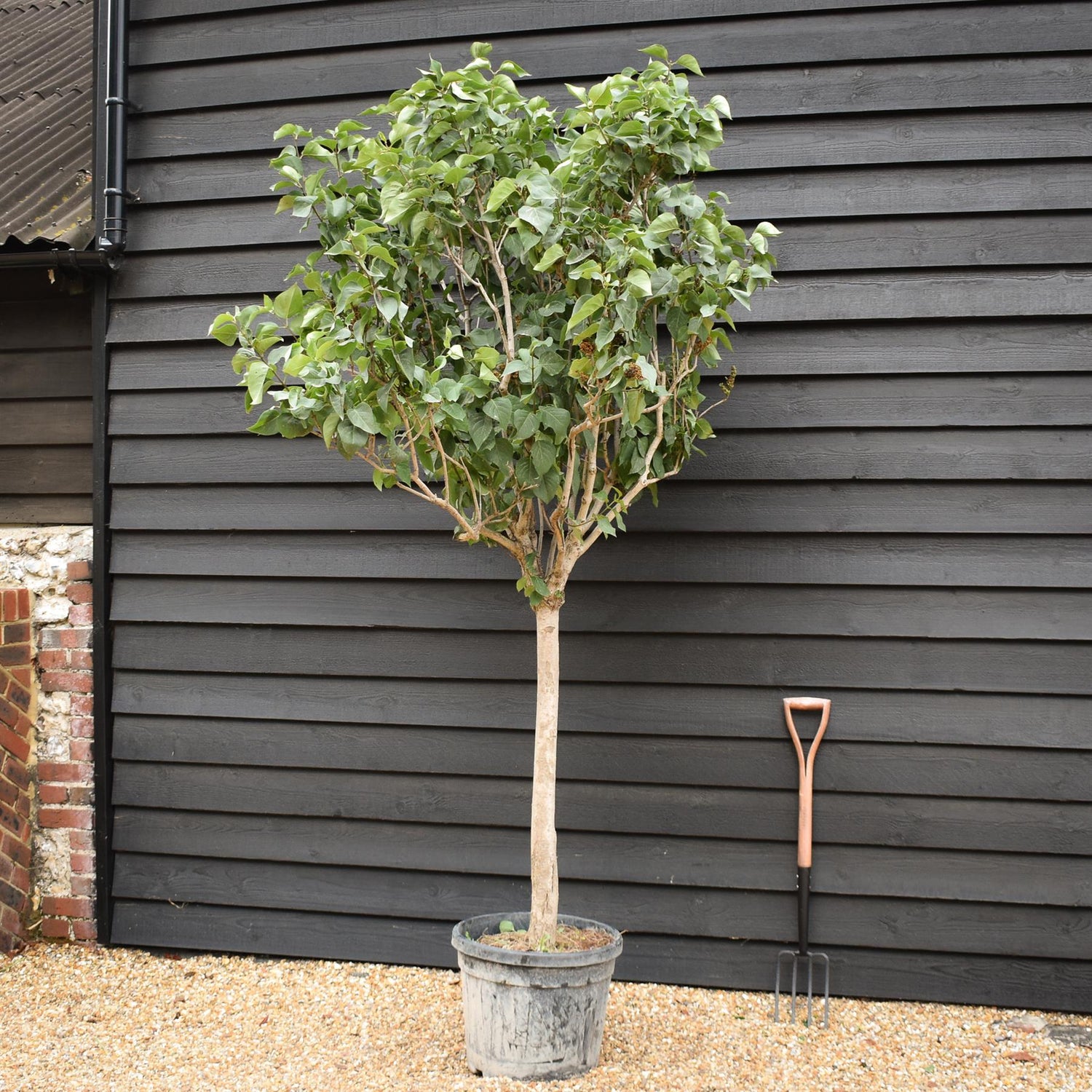 Syringa Vulgaris | Lilac - Shrub -Half Standard - Clear Stem 90cm - Height 220-240cm - 45lt