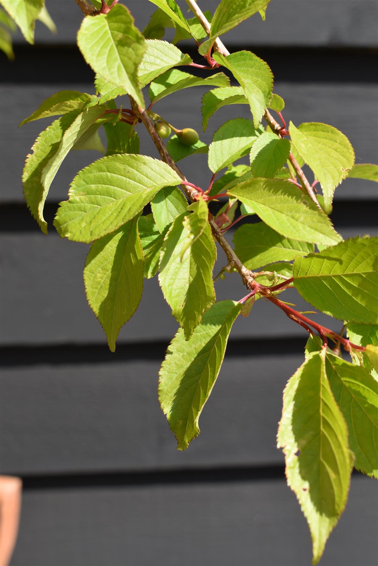 Weeping Cherry | Prunus Pink Cascade - 180-220cm - 12lt