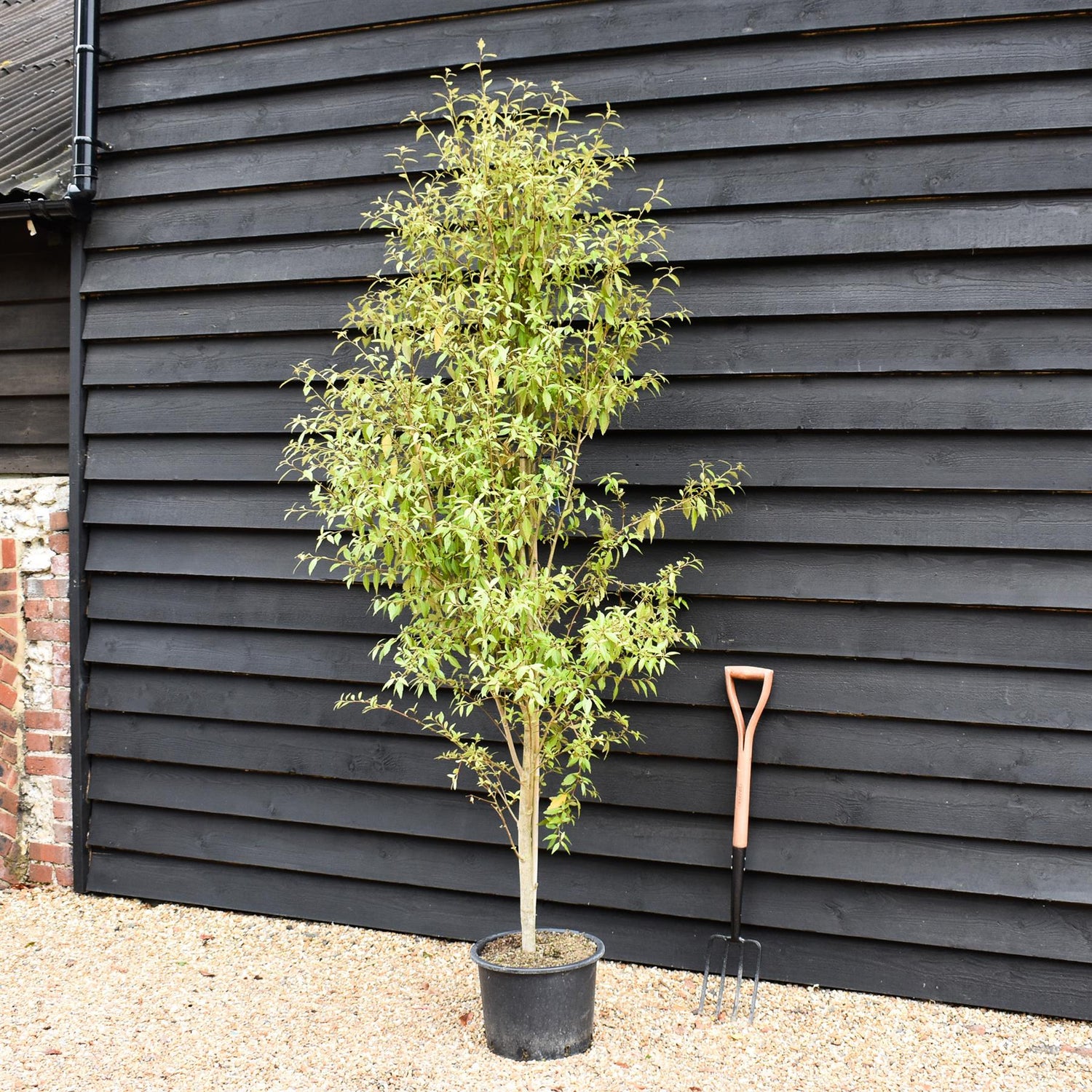 Hoheria sexstylosa Snow White | Ribbonwood - Bushy - Height 180-240cm - 18-20lt