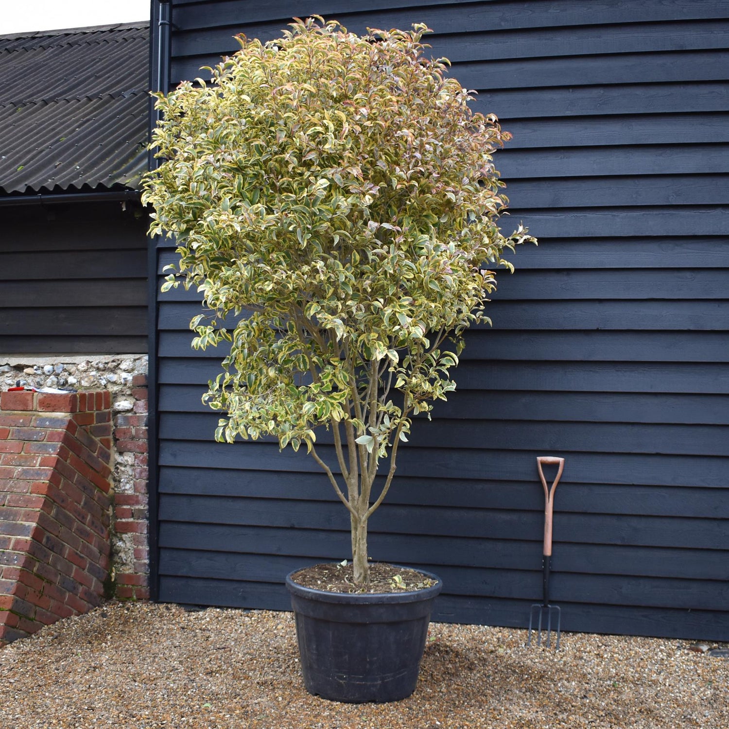 Ligustrum lucidum 'Excelsum Superbum' Parachute | Chinese privet - Multistem Parachute - Height 190-210cm - 130lt
