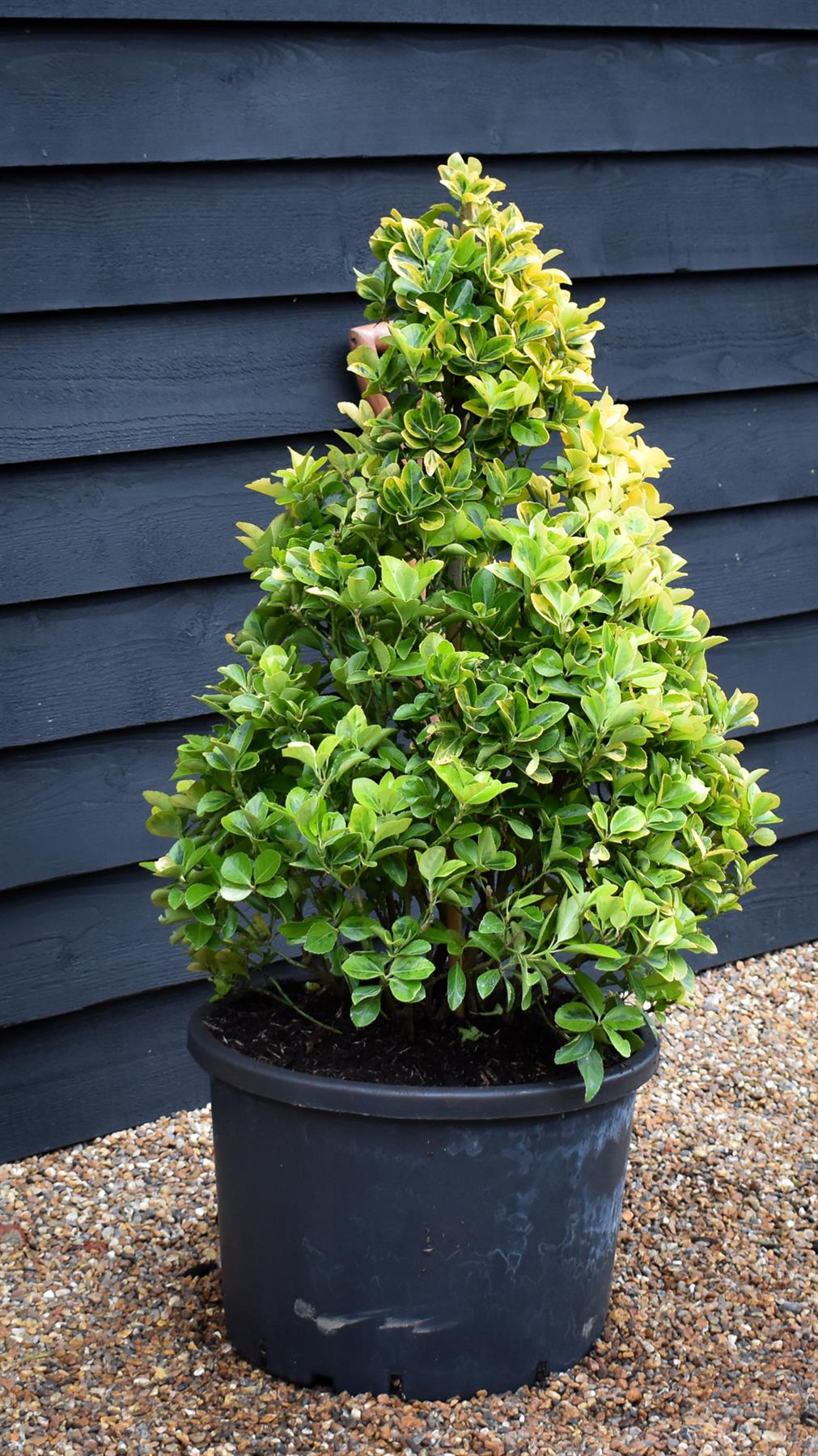 Euonymus japonicus 'Aureus' | Spindle - Cone - 90-100cm - 40lt