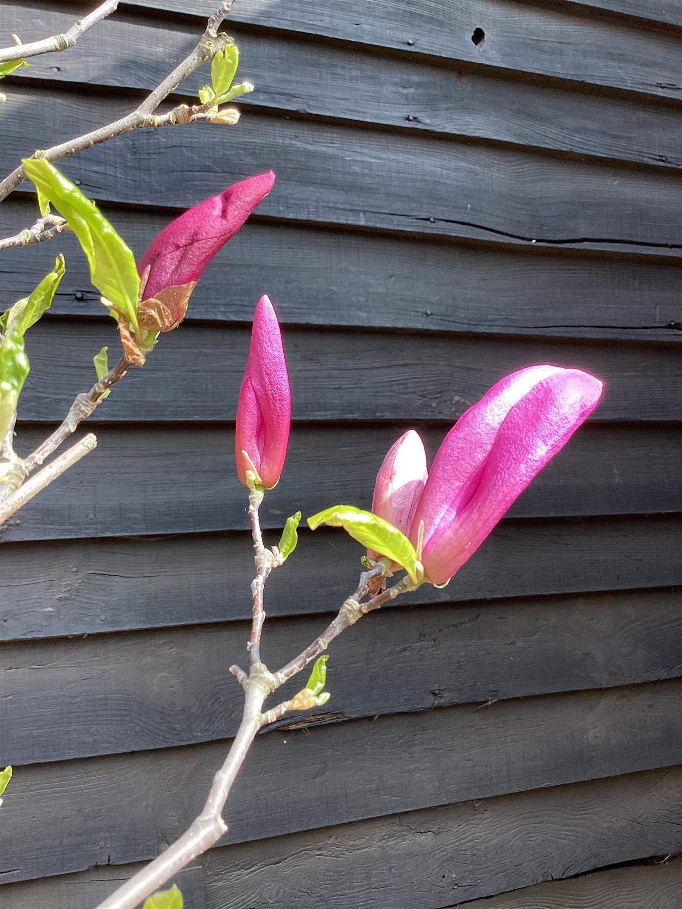 Magnolia Purpurea - Girth 16cm - Clear Stem - 180cm - 70lt