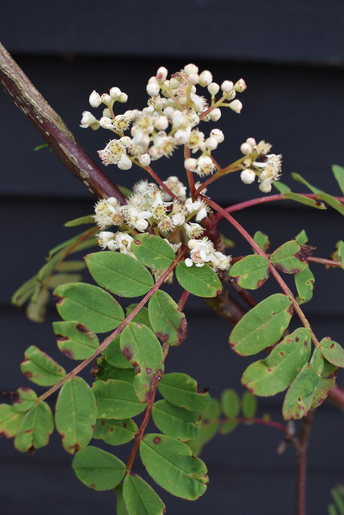 Sorbus pseudohupehensis 'Pink Pagoda' | Hupeh Rowan ‘Pink Pagoda’ - Height 190-210cm, 12lt