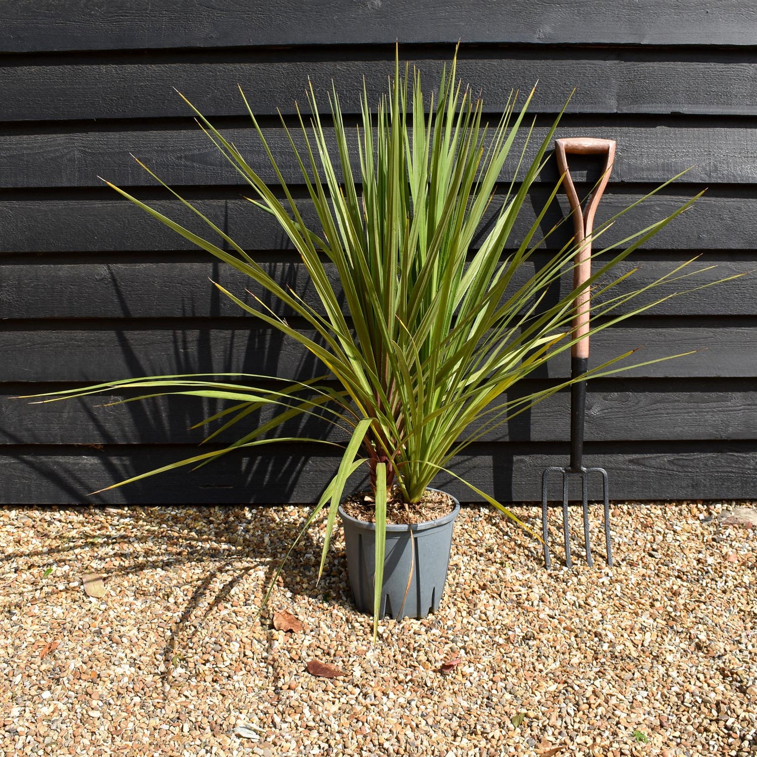 Cordyline australis | New Zealand Cabbage Palm - Multistem - Height 80-100cm - 10lt