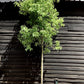Cinnamomum camphora | Camphor Tree - 400-410cm, 70lt