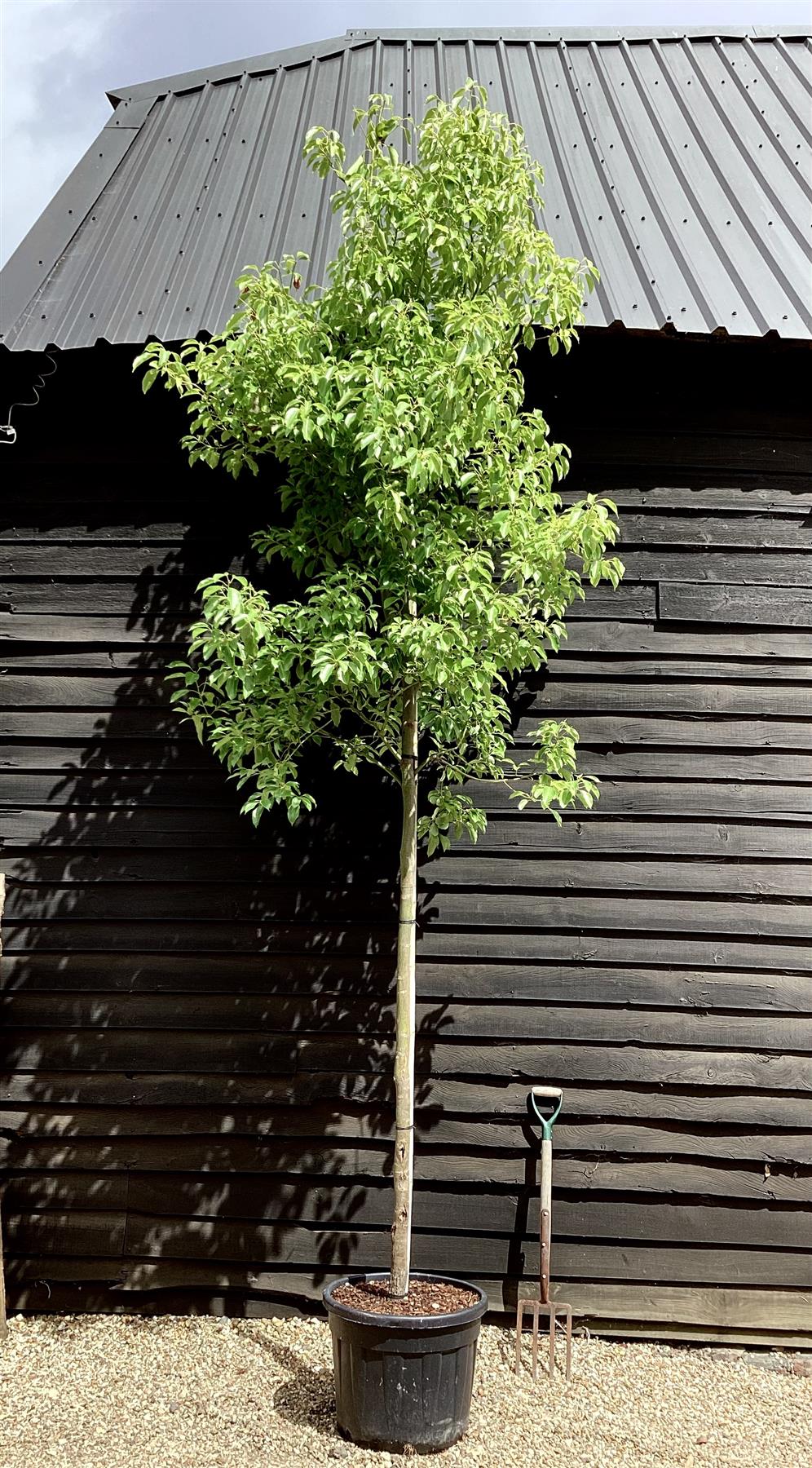 Cinnamomum camphora | Camphor Tree - 400-410cm, 70lt
