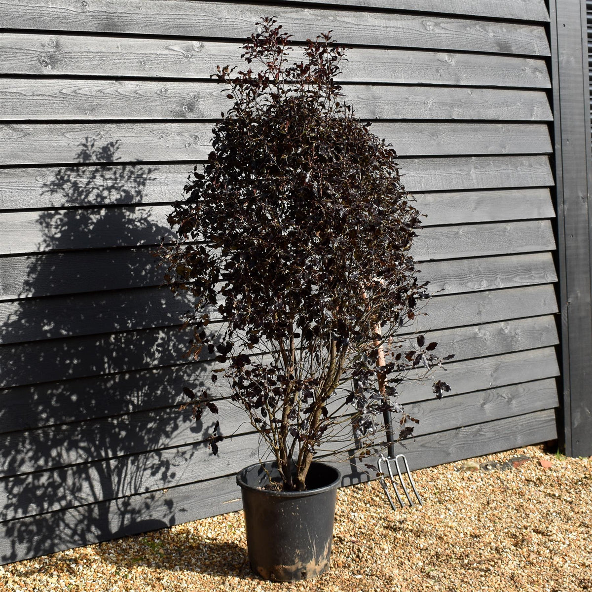 Pittosporum tenuifolium 'Purpureum' - Height 150-170cm -25lt