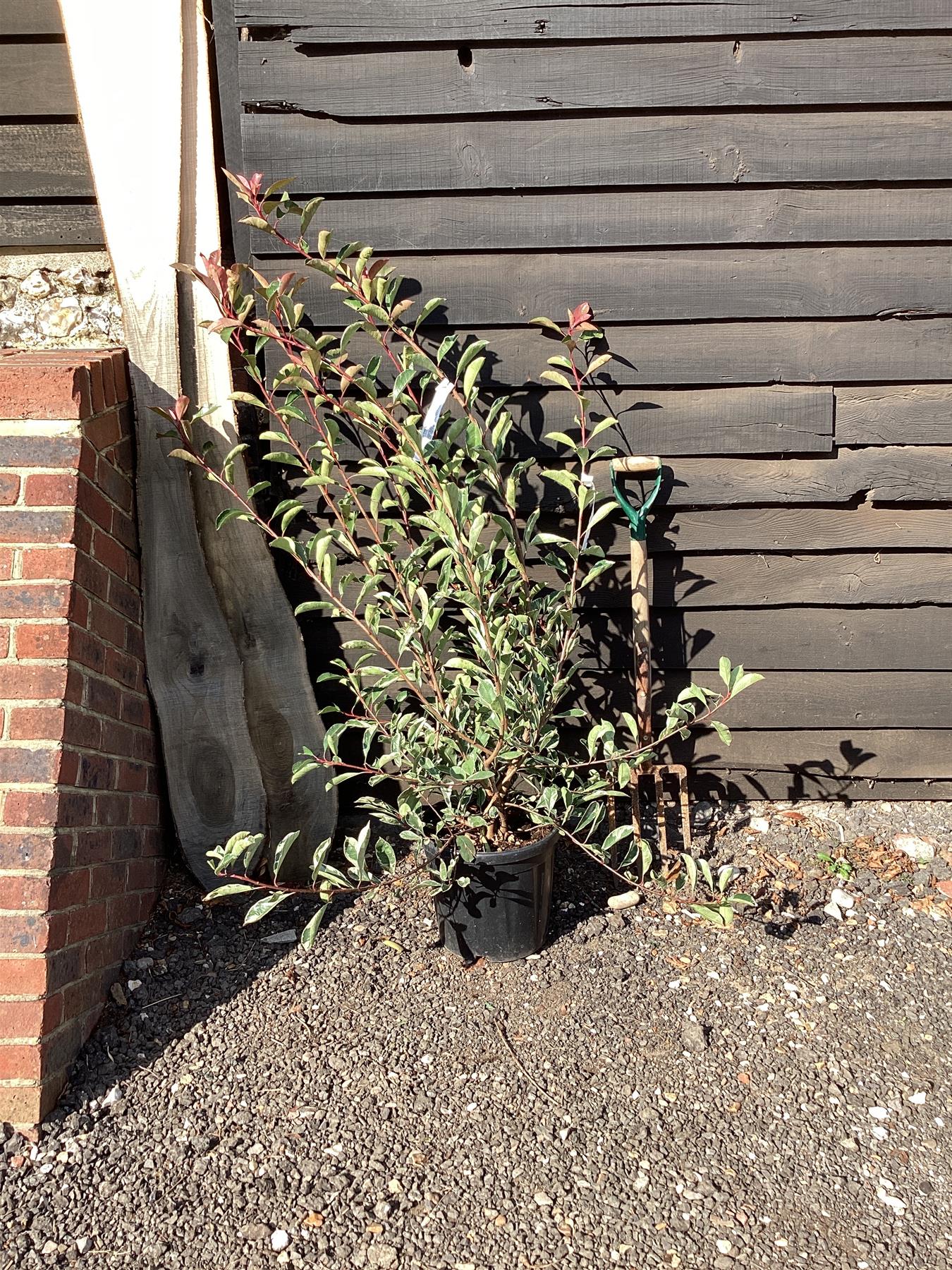 Photinia Pink Marble ('Cassini') - 175/185cm, 18lt