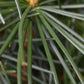 Sciadopitys Verticillata | Japanese umbrella tree - Height 70cm - Width 40-50cm - 15lt