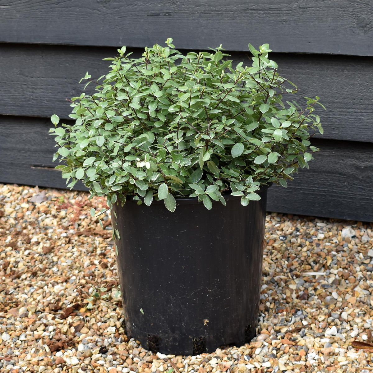 Pittosporum tenuifolium 'Silver Ball' - 40-50cm - 12lt