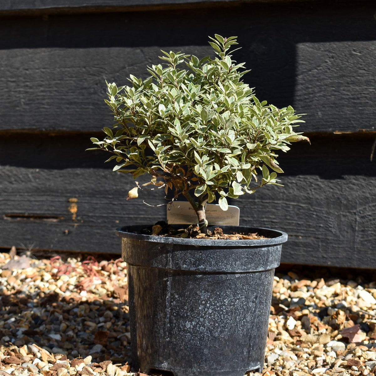 Pittosporum tenuifolium 'Glo Ball' - 15-25cm - 3lt