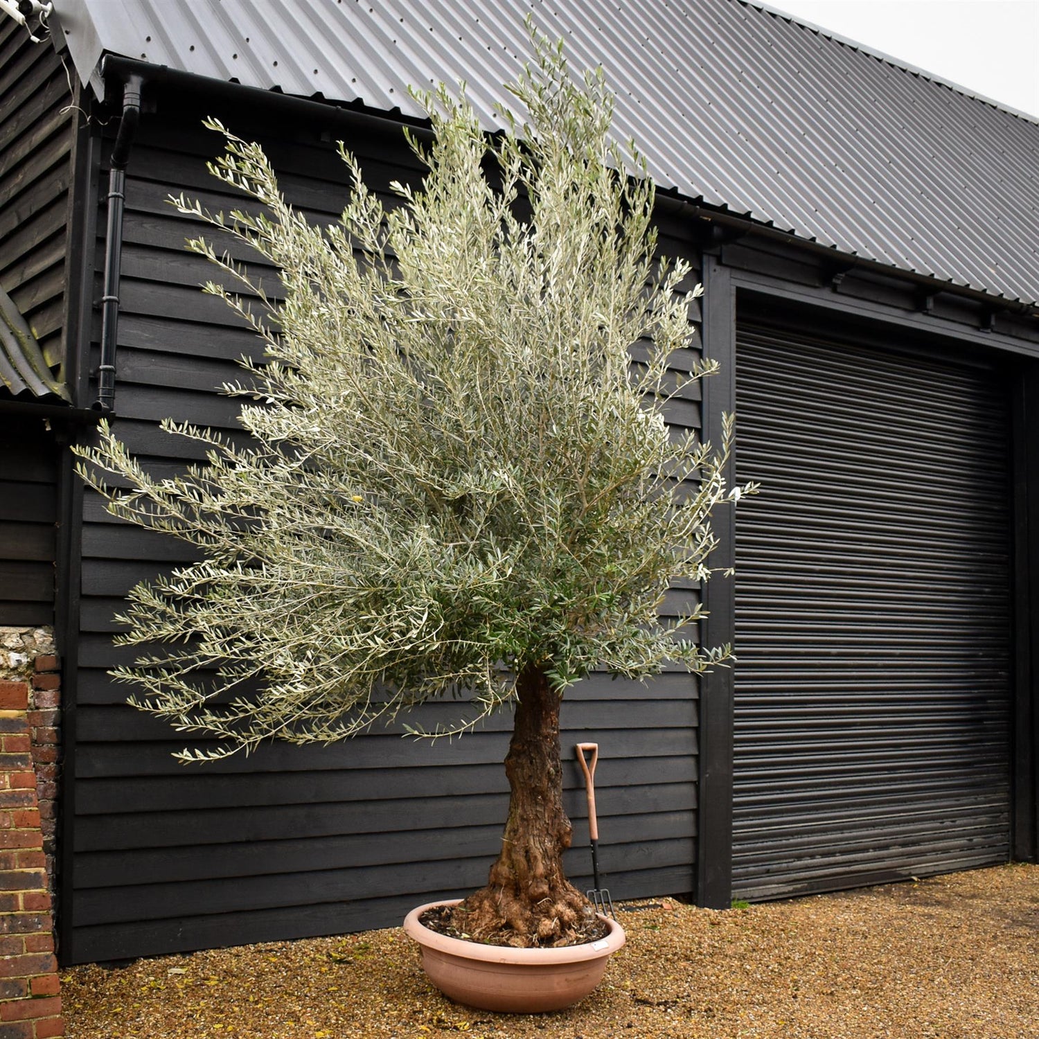 Olive Tree | Olea Europea - Specimen 22A - Bowl - Trunk Height 125cm - Height 310-330cm - 90lt