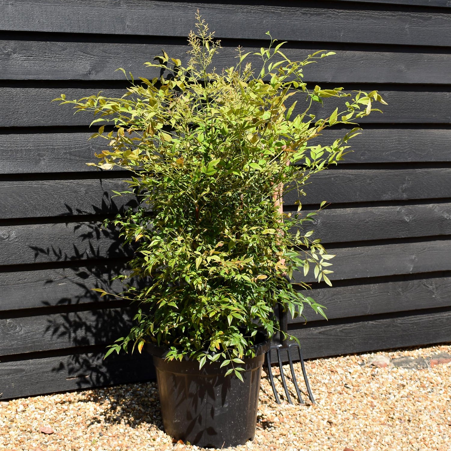 Nandina domestica - Shrub - Height 100-110cm - 30lt