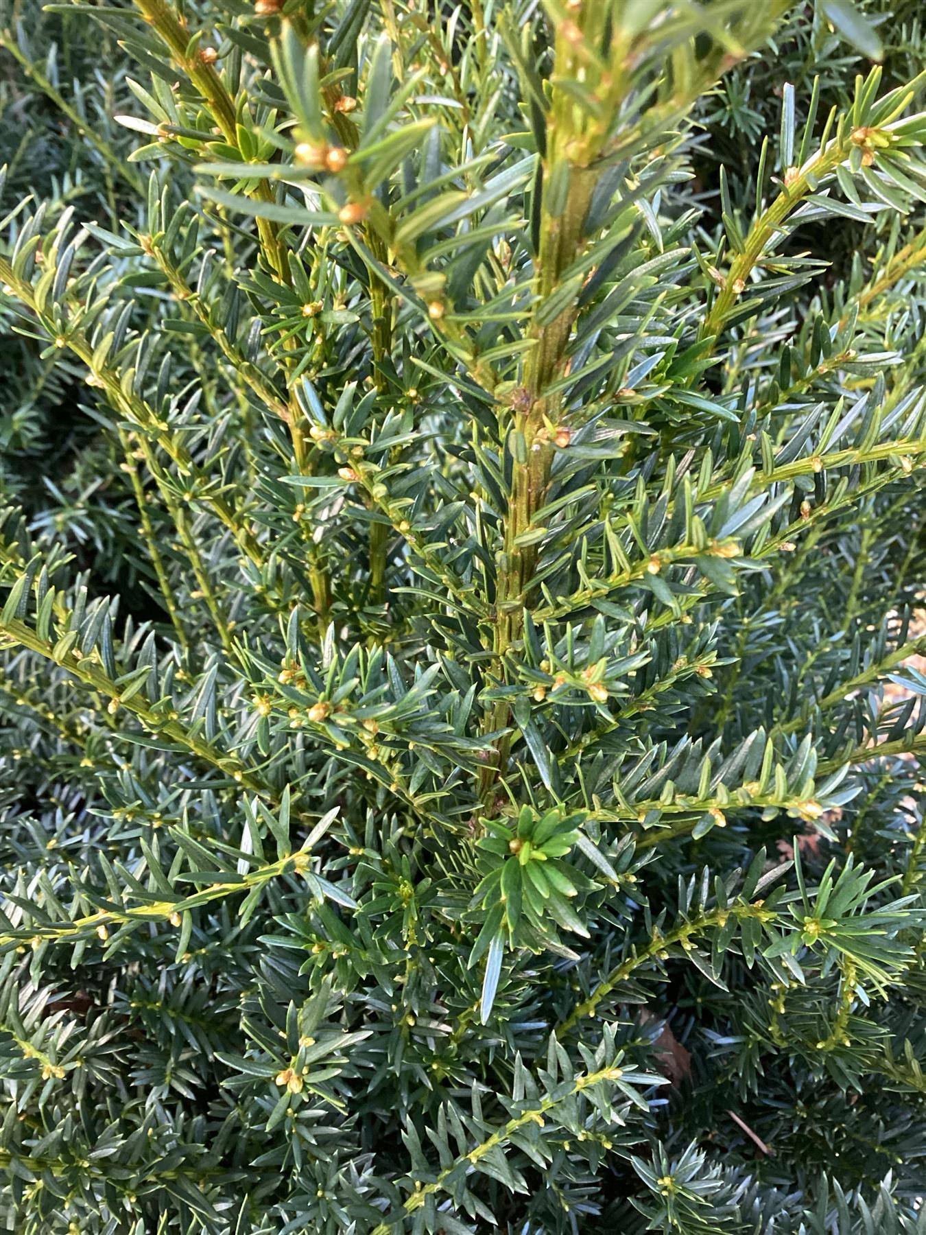 Taxus baccata - 80-100cm - 20lt