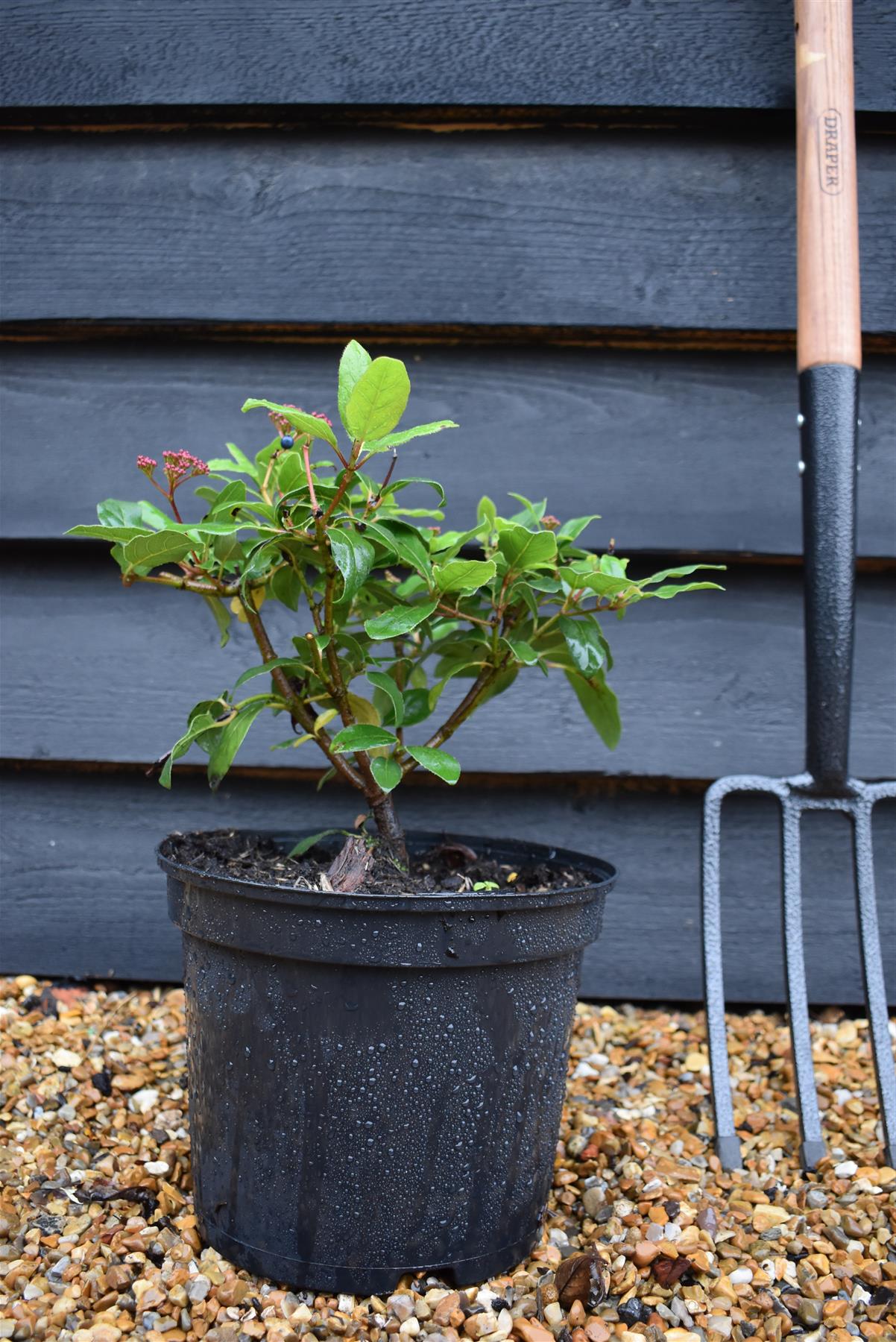 Viburnum tinus 'Gwenllian' - 40-60cm, 5lt