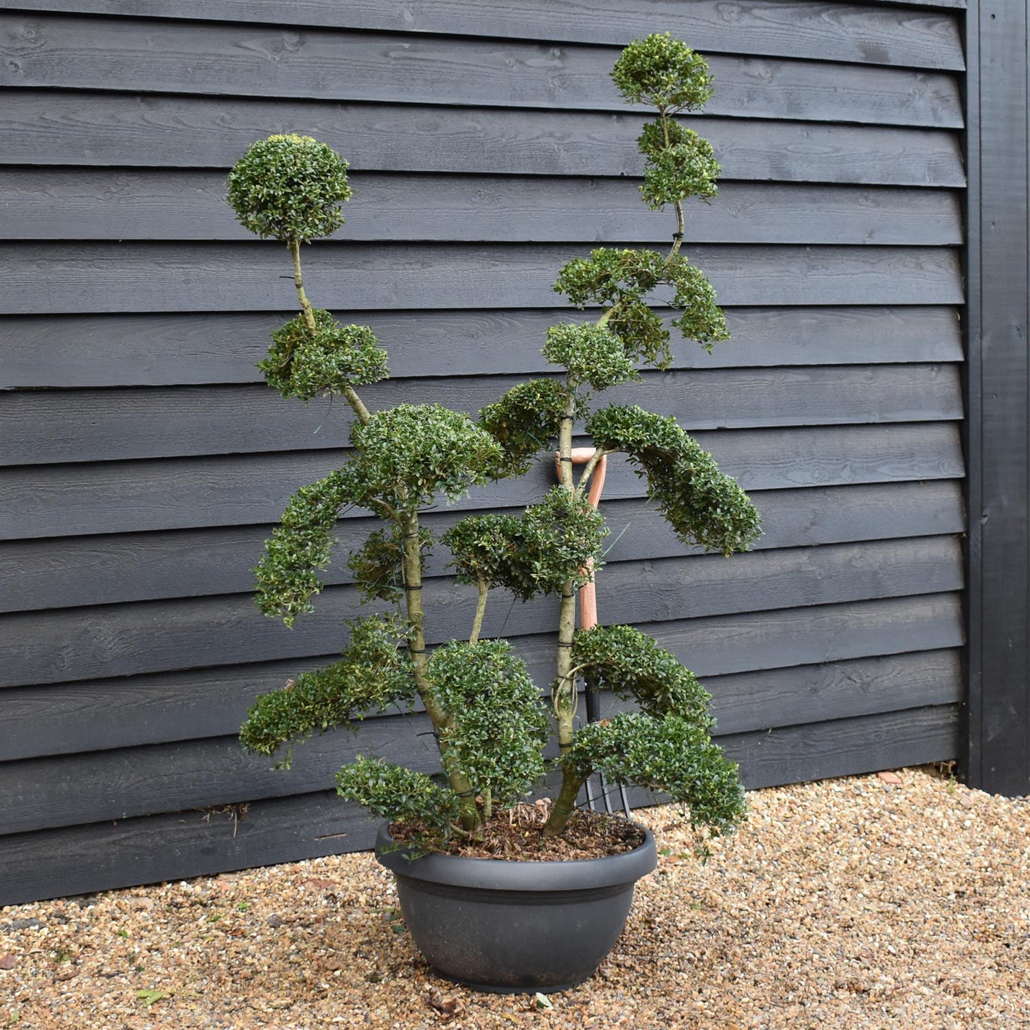 Ilex crenata 'Kinme' | Japanese Holly 'Kinme' - Bowl - 45lt