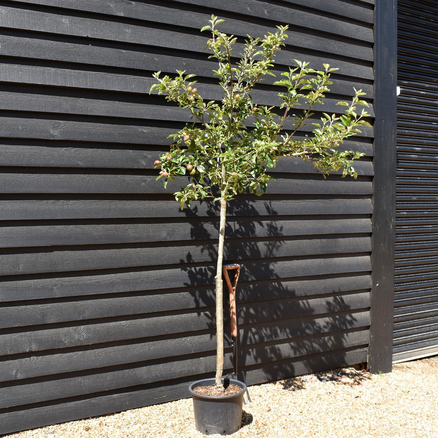 Apple tree 'Idared' | Malus domestica - Semi Dwarfing - Height 160-170cm - 20lt