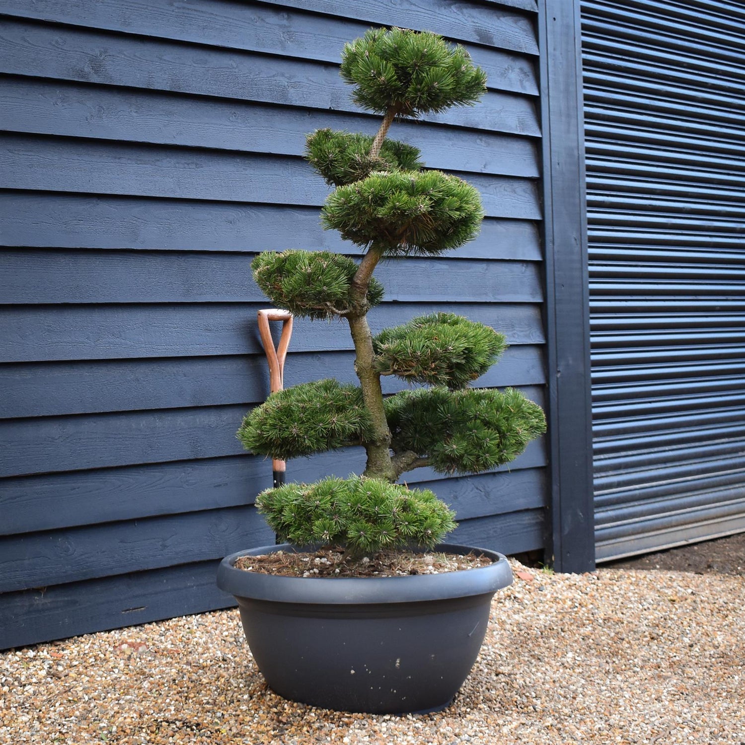 Pinus Mugo 'Mops' - Bonsai - Cloud Tree - 8 Clouds - Height 130cm - 90lt