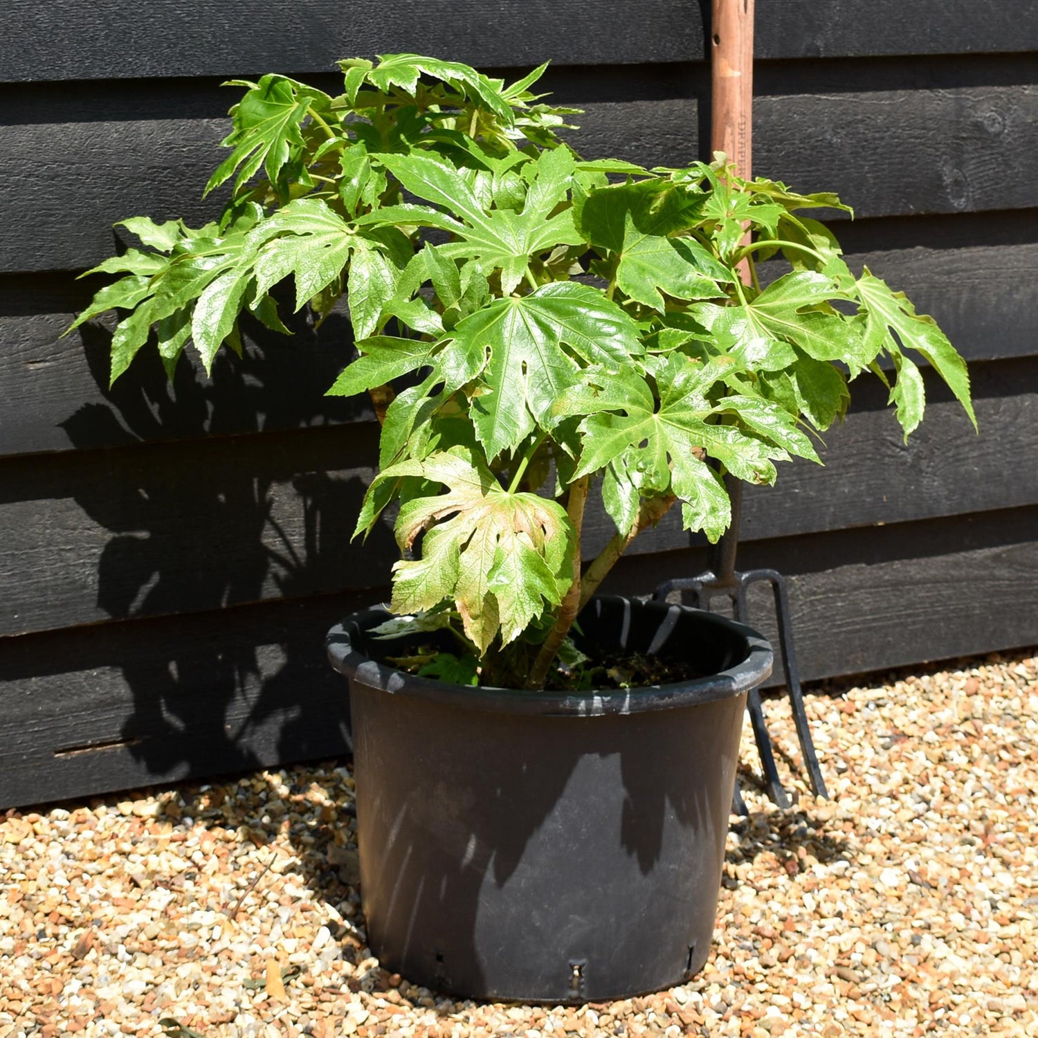Fatsia japonica 'Spider's Web' - Shrub - Variegated - Height 40-50cm - 20lt