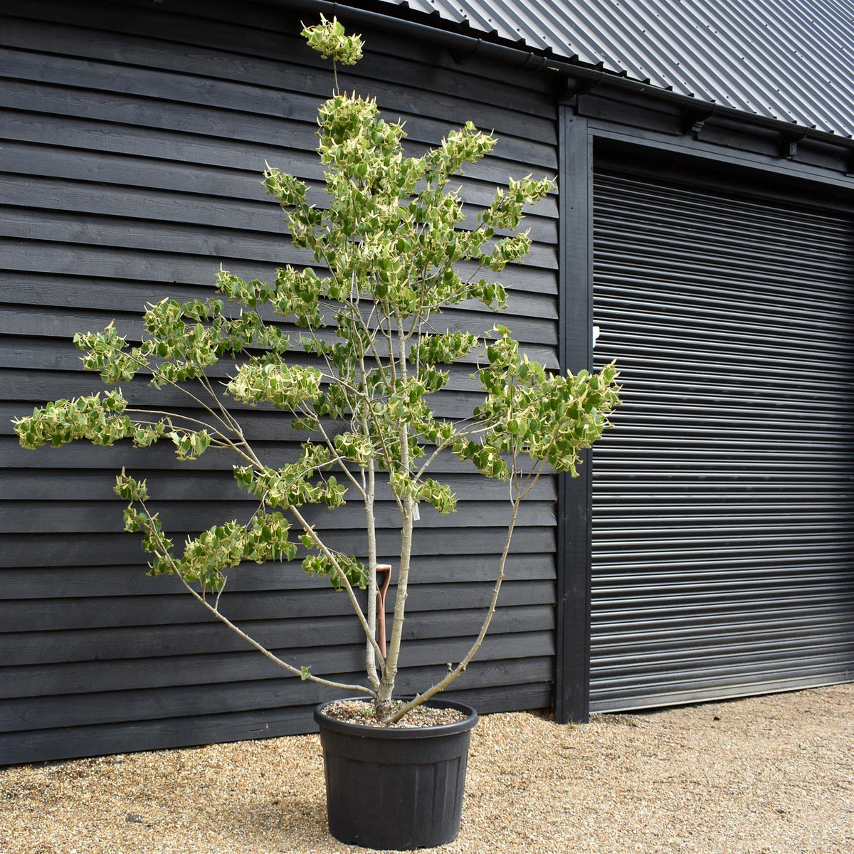 Tilia henryana | Henry's Lime - Bushy - Height 260-280cm - 130lt