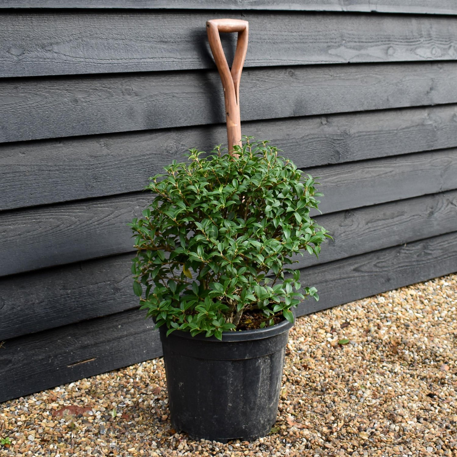 Osmanthus x burkwoodii | Burkwood Osmanthus - Shrub - Height 40-50cm - 18lt