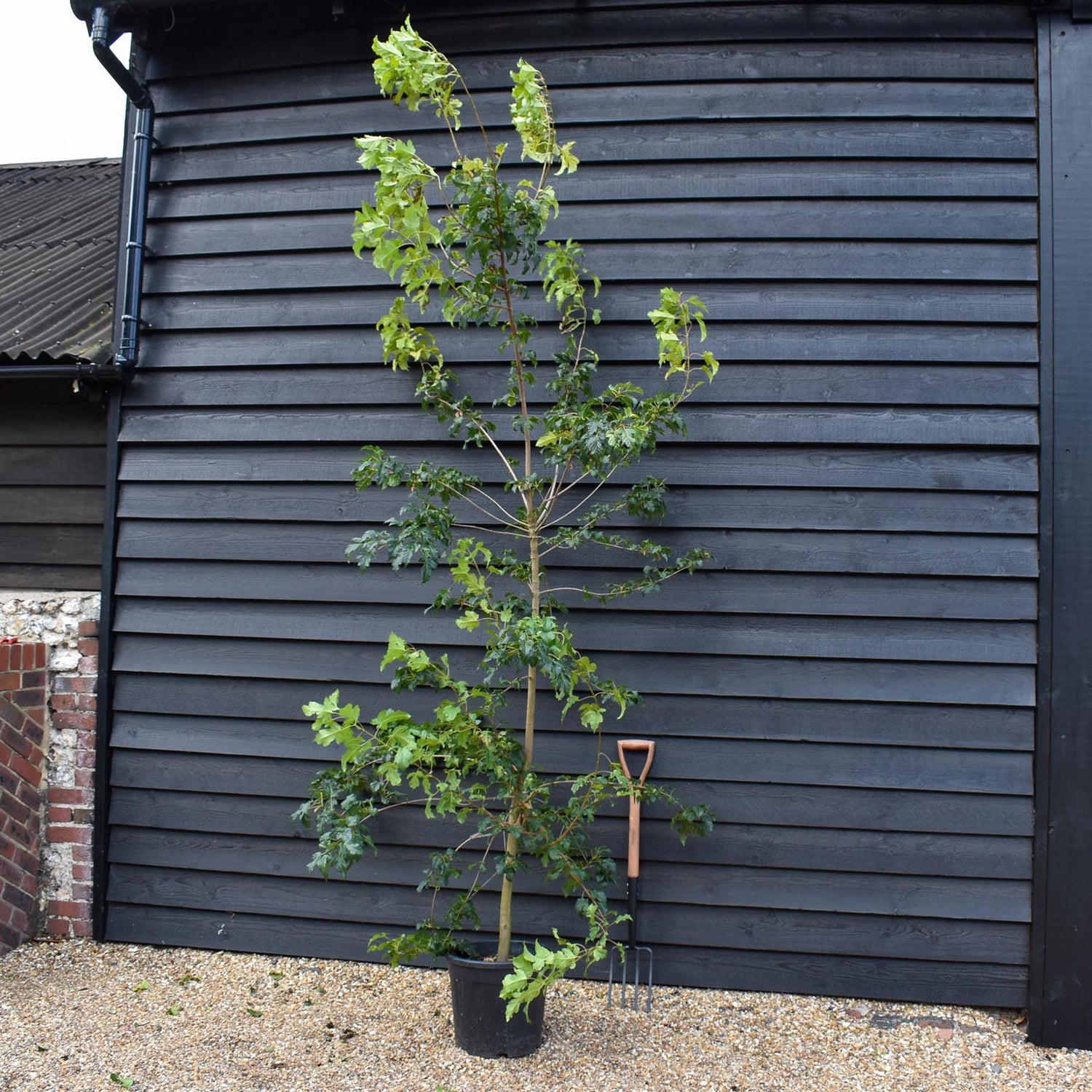 Amur maple | Acer tataricum ginnala - Height 220-280cm - Girth 6-8cm - 30lt