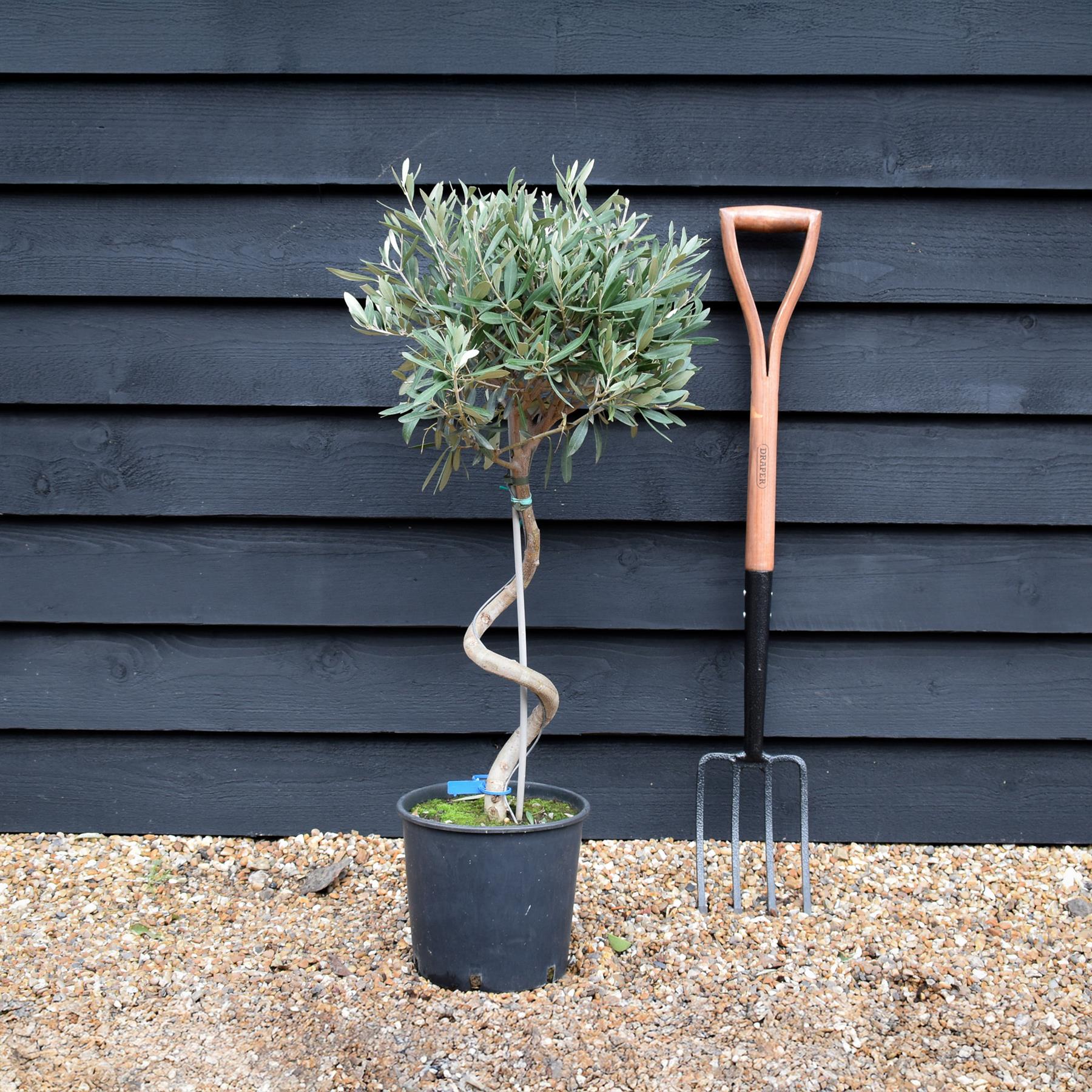 Olive Tree | Olea Europea - Stem - Spiral - Height - 90-100cm - 7lt ...