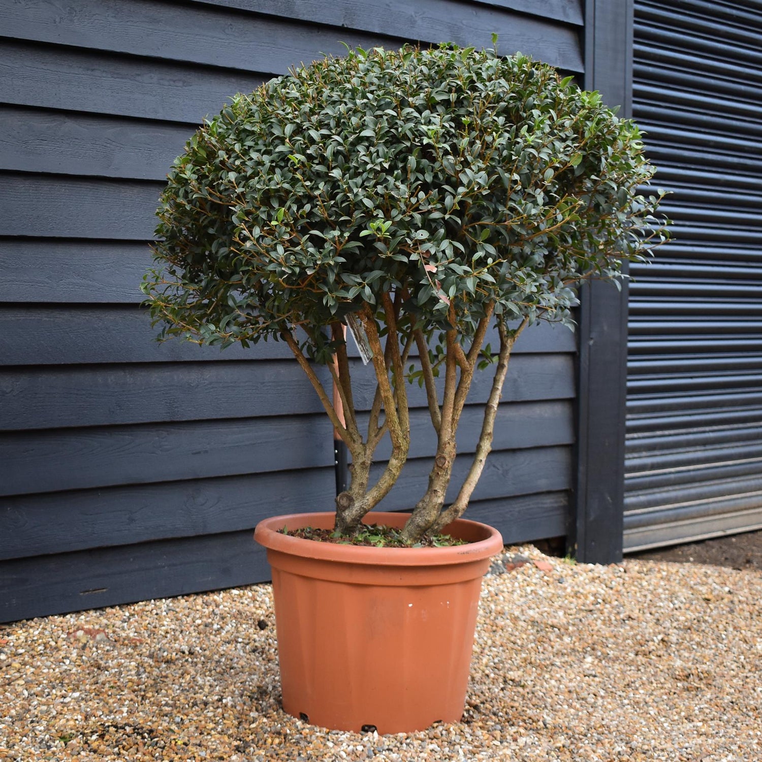 Osmanthus x burkwoodii | Burkwood Osmanthus - Parachute - Height 100-110cm - Width 100cm - 55lt