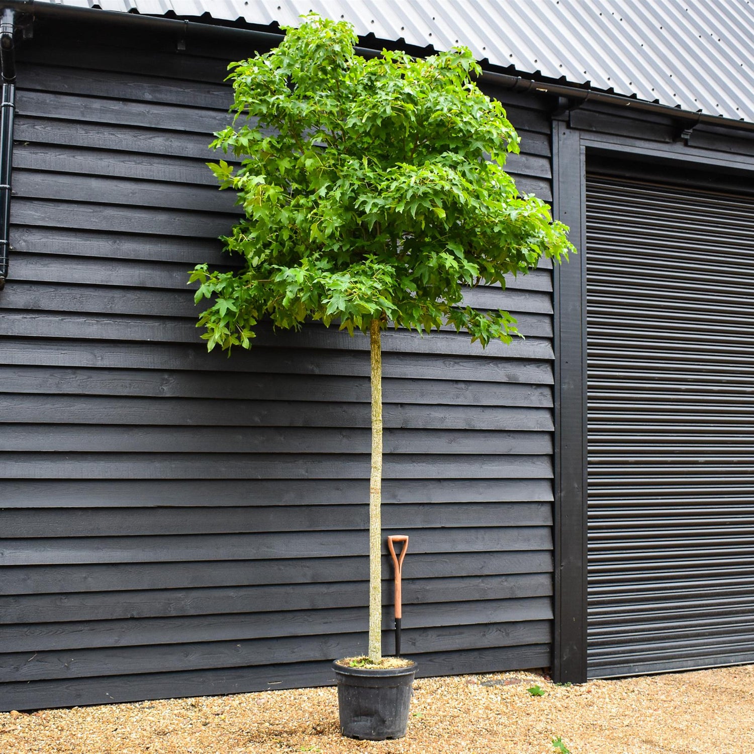 Liquidambar styraciflua 'Gum Ball' | Sweet gum 'Gum Ball' - 240-280cm - Clear Stem - Girth 10-12cm - 45lt