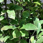Magnolia Susan - 220cm - 55lt