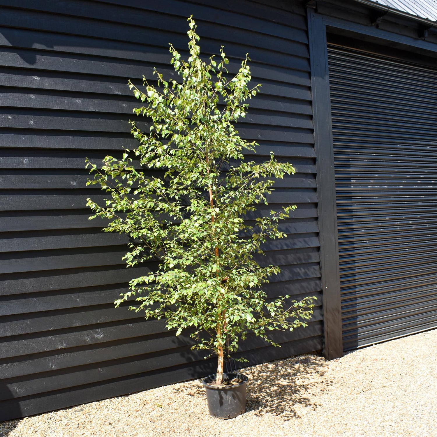 Betula Nigra "Heritage"  - River Birch| Black Birch Cully - Height - 200-250cm - 20lt