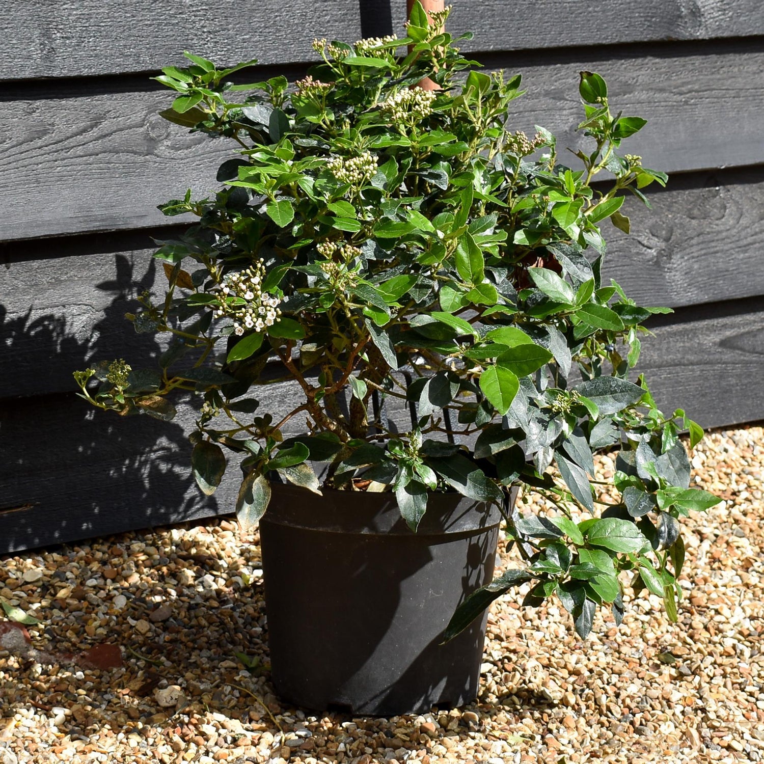 Viburnum tinus - Shrub - 40cm-50cm - 10lt