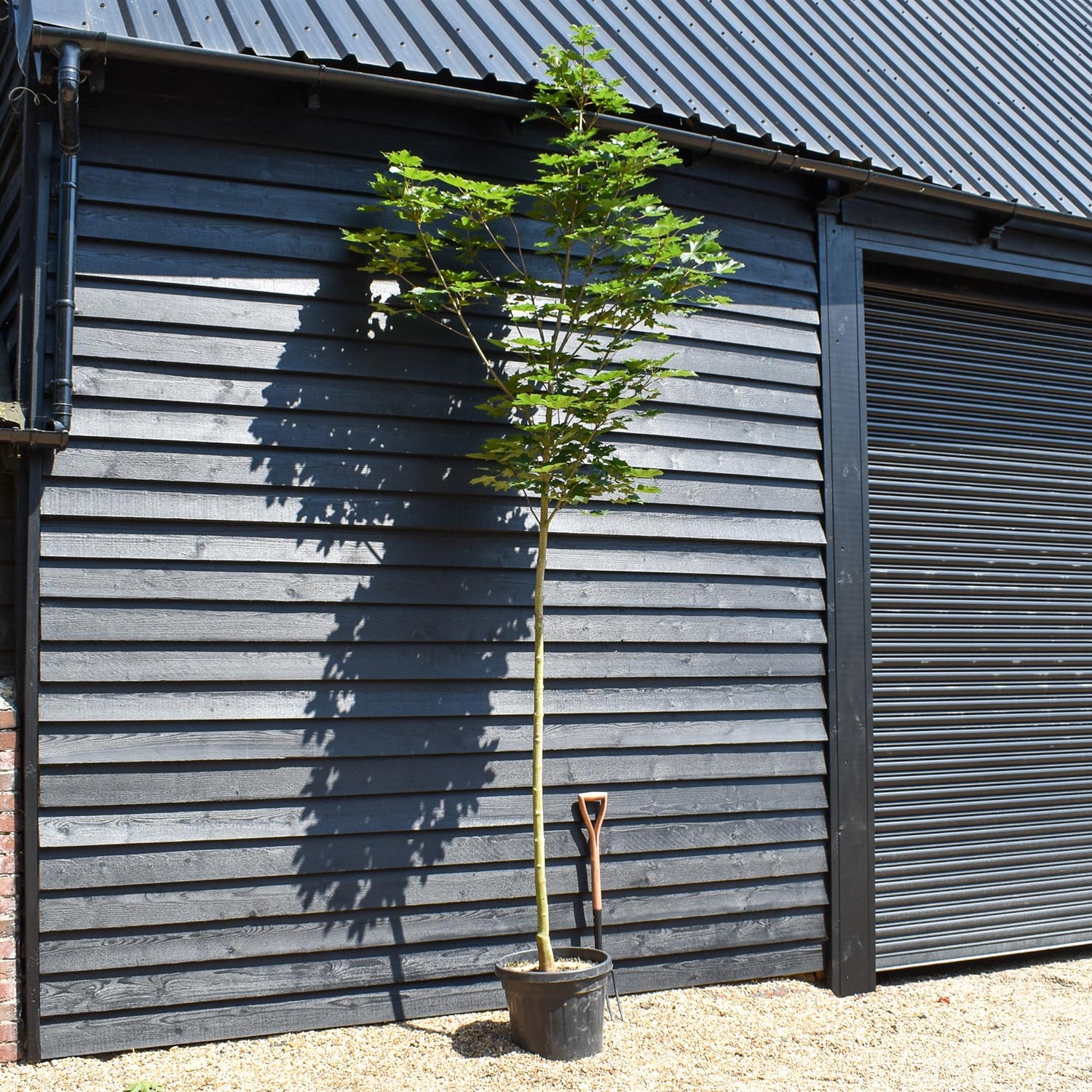 Norway maple 'Emerald Queen' | Acer platanoides - Clear Stem - Height 250-300cm - Girth 8-10cm - 45lt