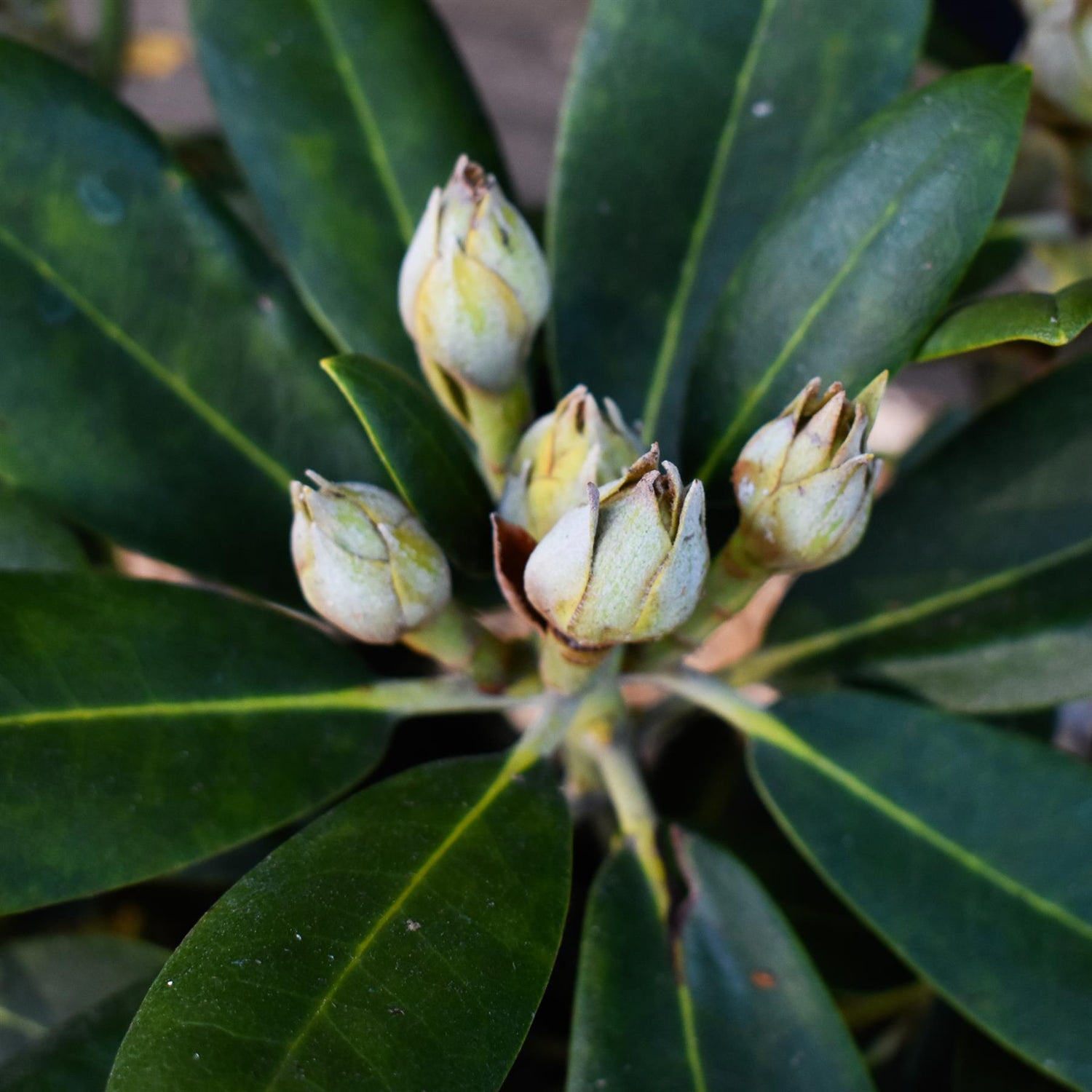 Rhododendron Yakushimanum 'Silberwolke' - Shrub - Height 30-40cm - 20lt