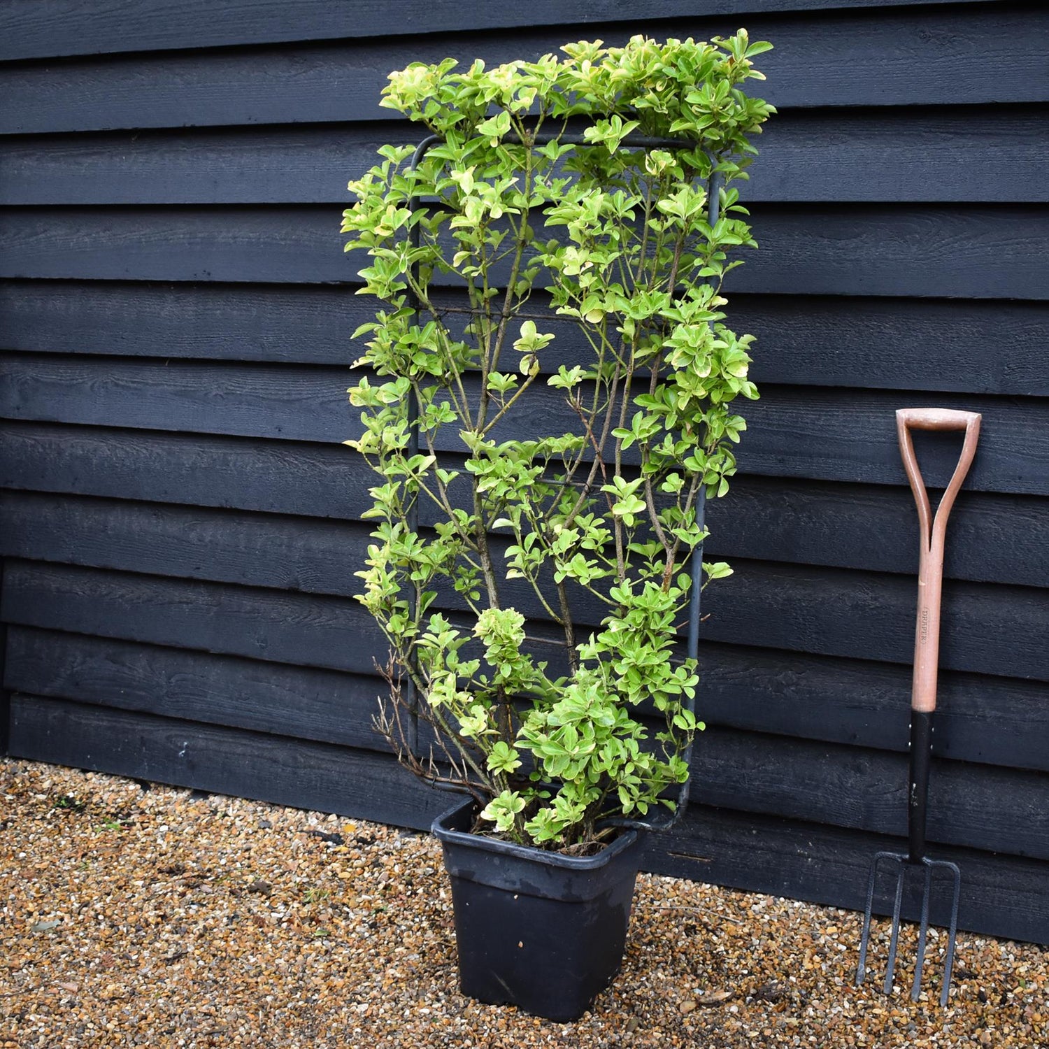 Euonymus japonicus 'Aureus' | Spindle 'Ovatus Aureus' - Frame- 130-140cm, 20lt