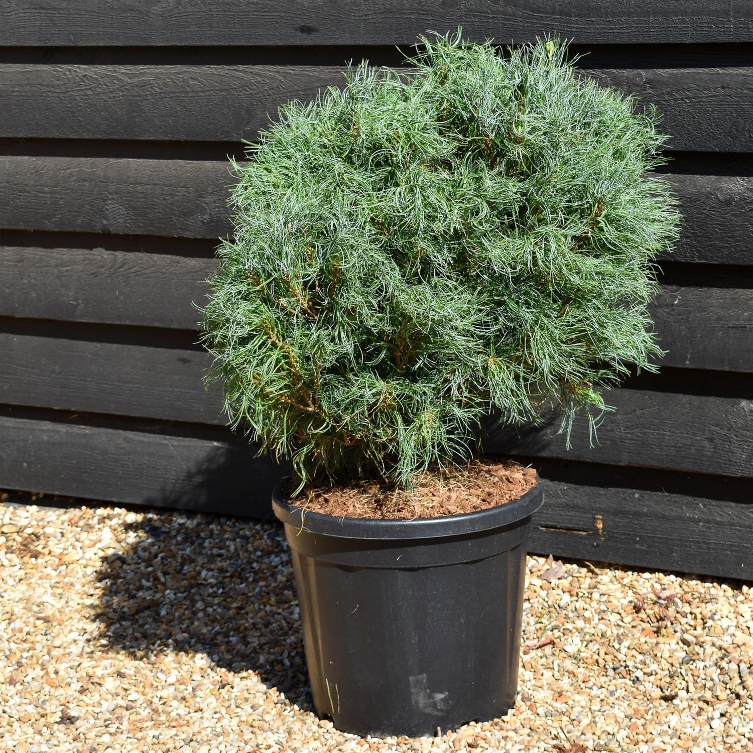 Pinus strobus 'Squiggles' - Bushy - Height 50cm - 20lt