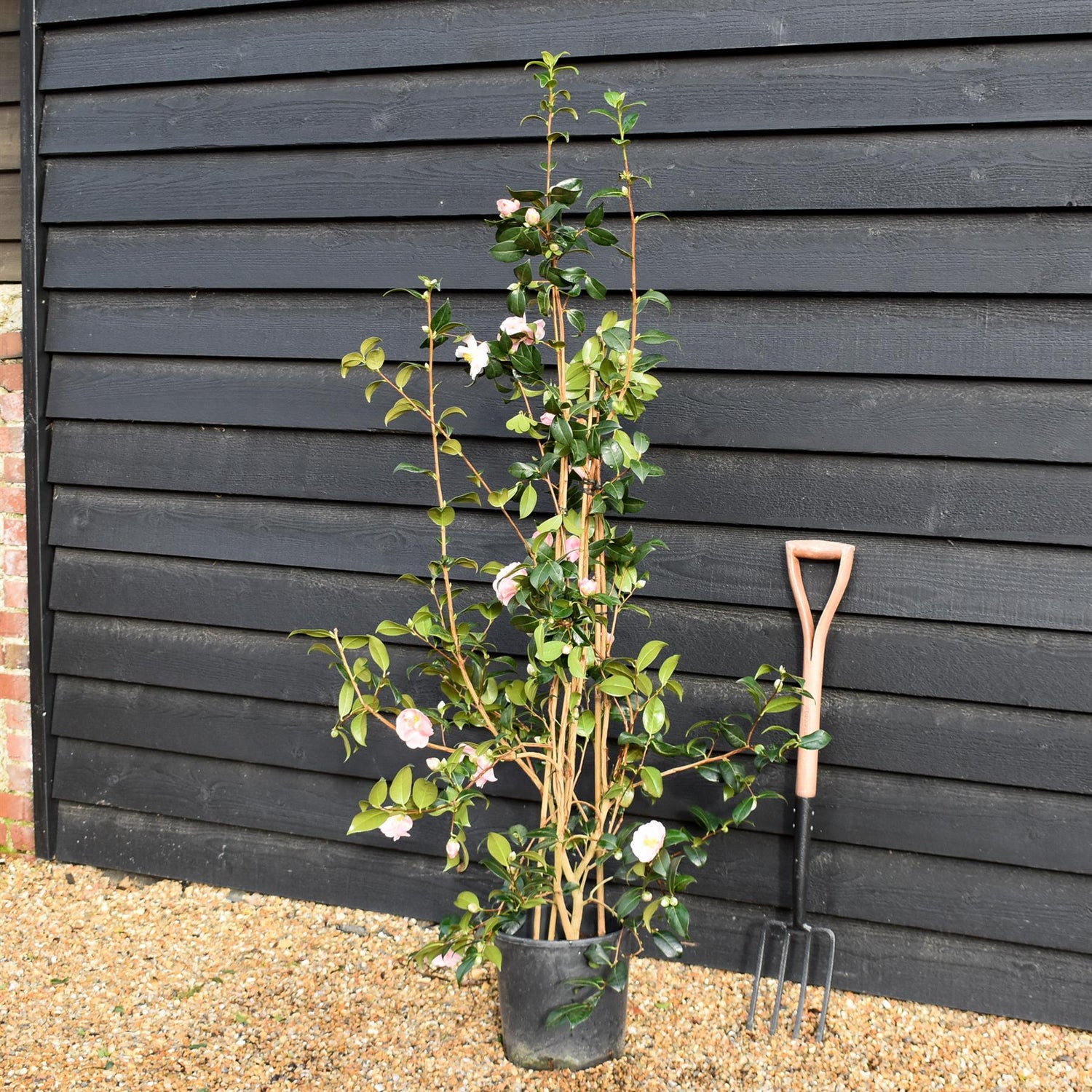 Camellia japonica 'Pink Icicle' - Height 100-120cm - 12lt