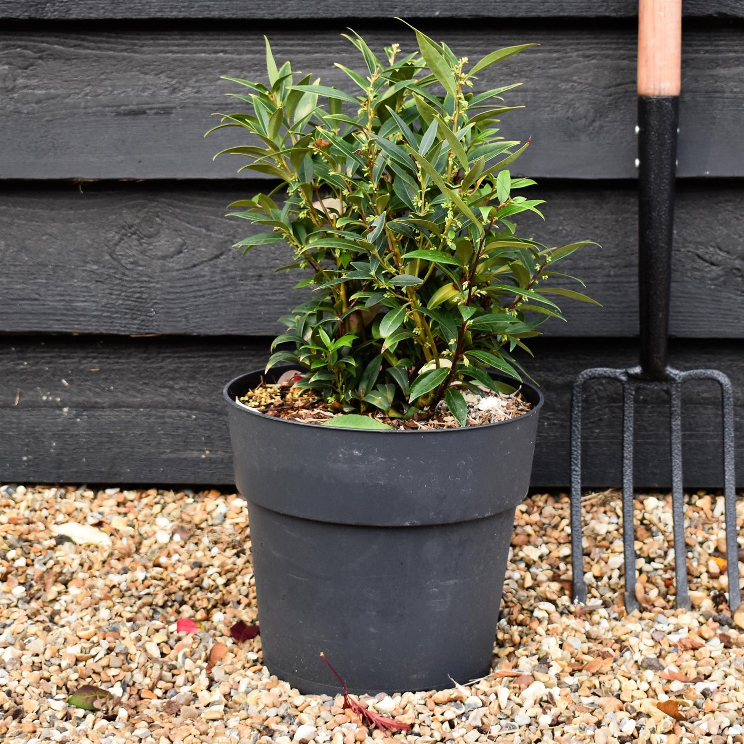 Sweet Box | Sarcococca hookeriana Purple Gem | Sweet Box - Height 30-40cm - Shrub - 10lt