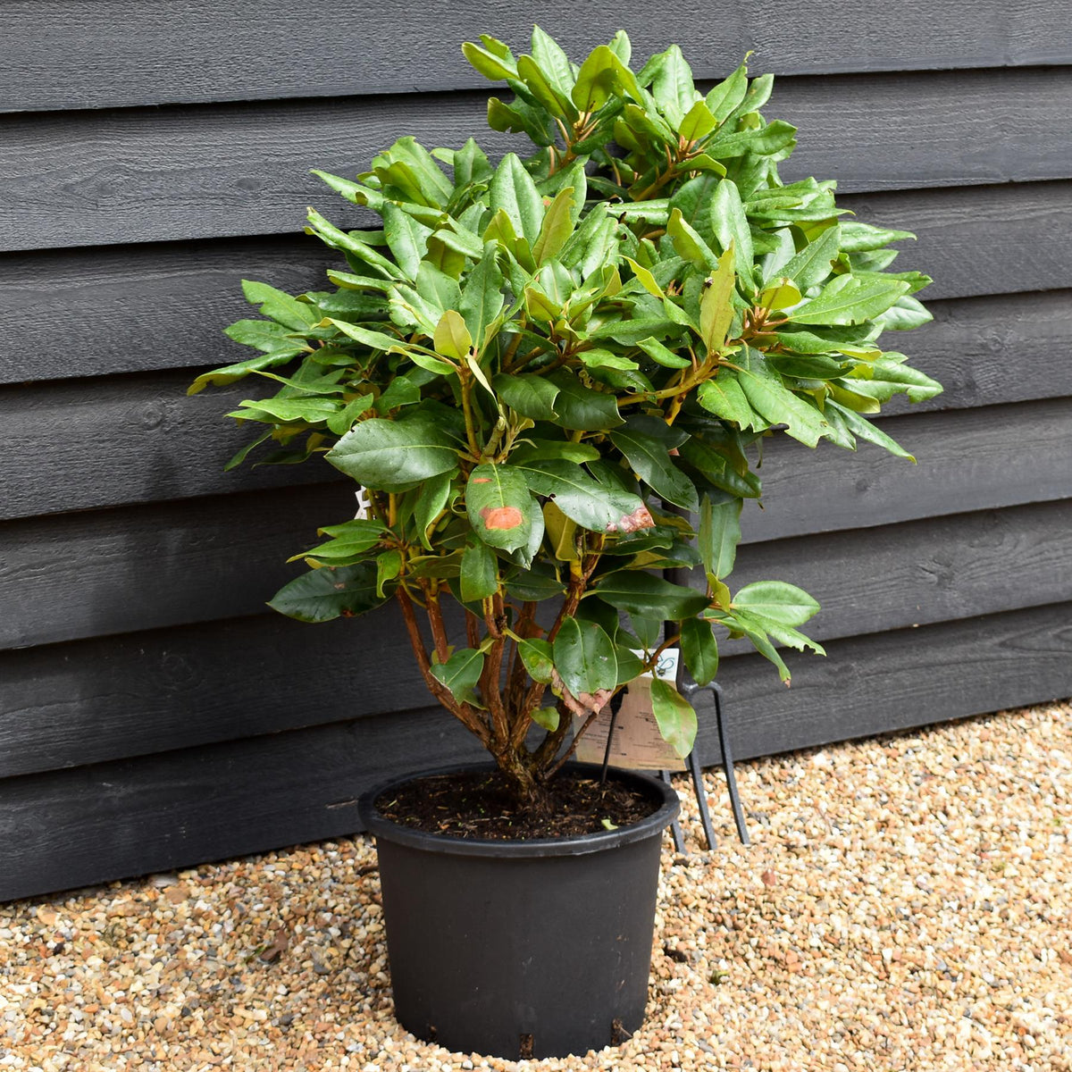 Rhododendron 'Pearce's American Beauty' - Shrub - Height 60-70cm - 20lt