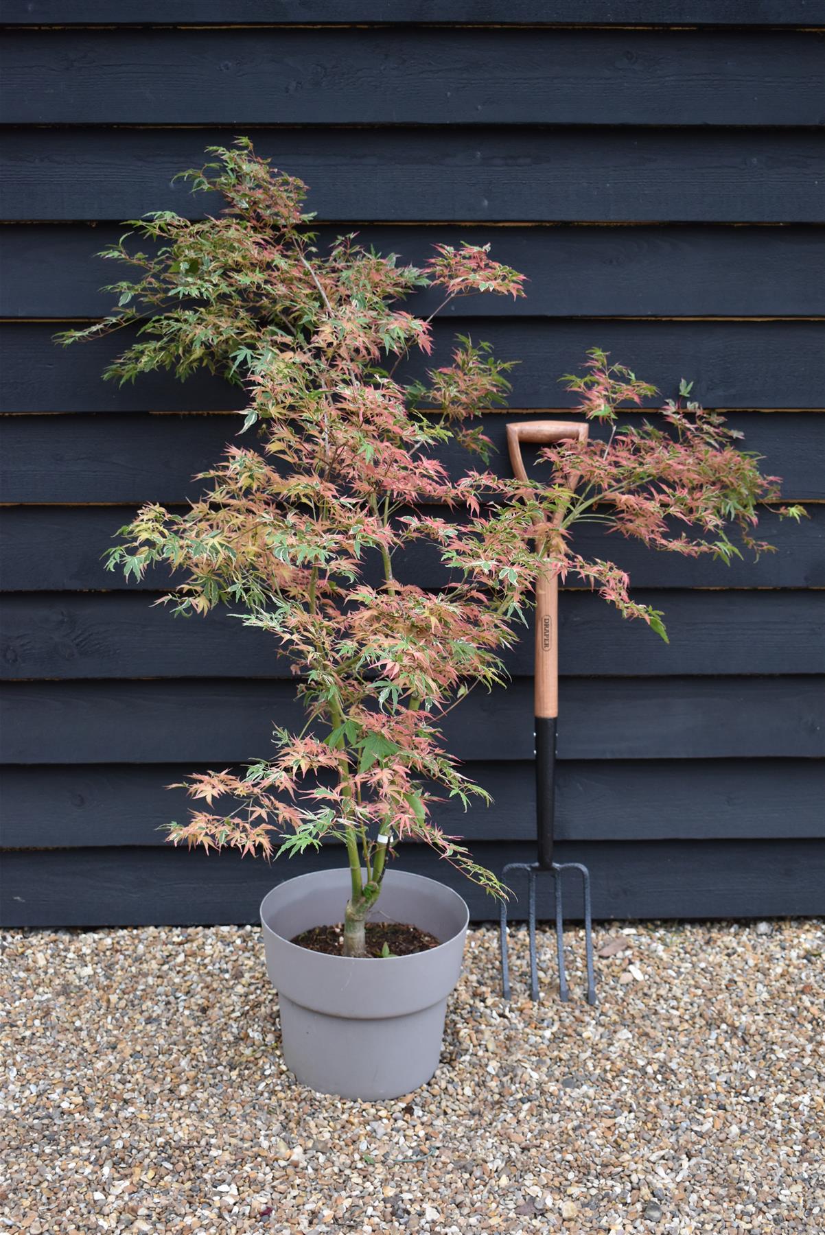 Acer palmatum 'Beni-schichi-henge' | Japanese maple 'Beni-schichi-henge' - 150-160cm - 15lt