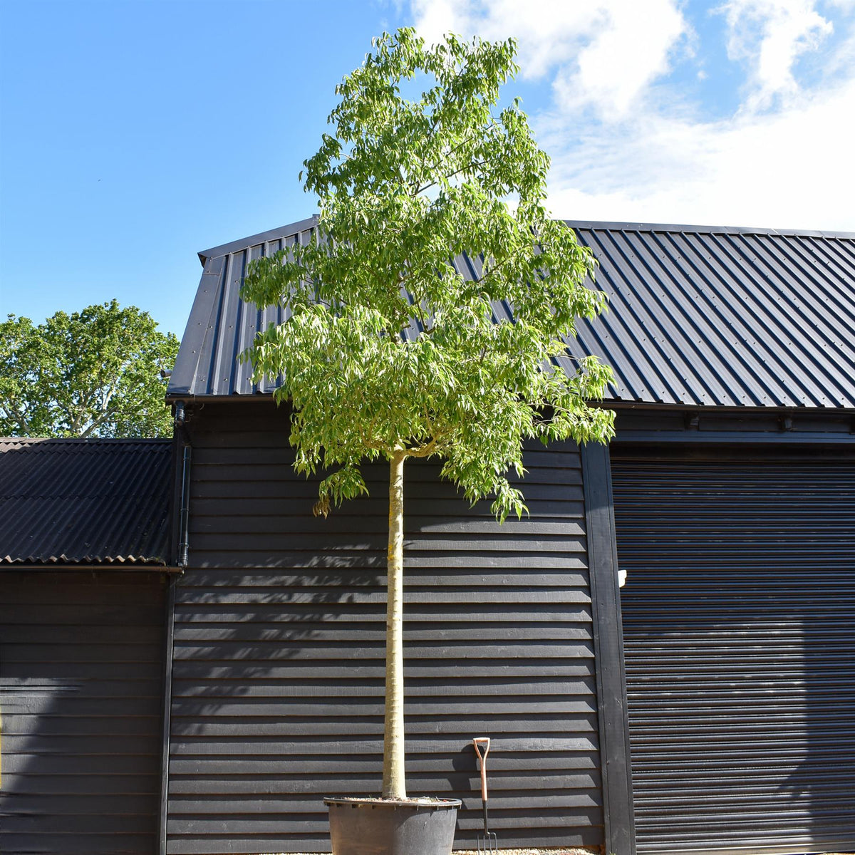 Celtis Australis | European hackberry - Height 550cm - 285lt