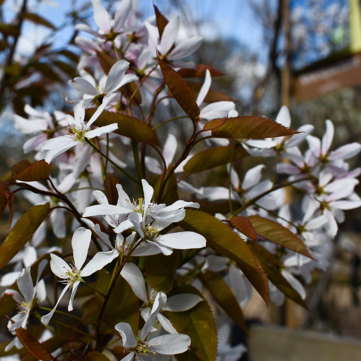 Amelanchier x grandiflora 'Robin Hill' - Height 190-210cm - 12lt