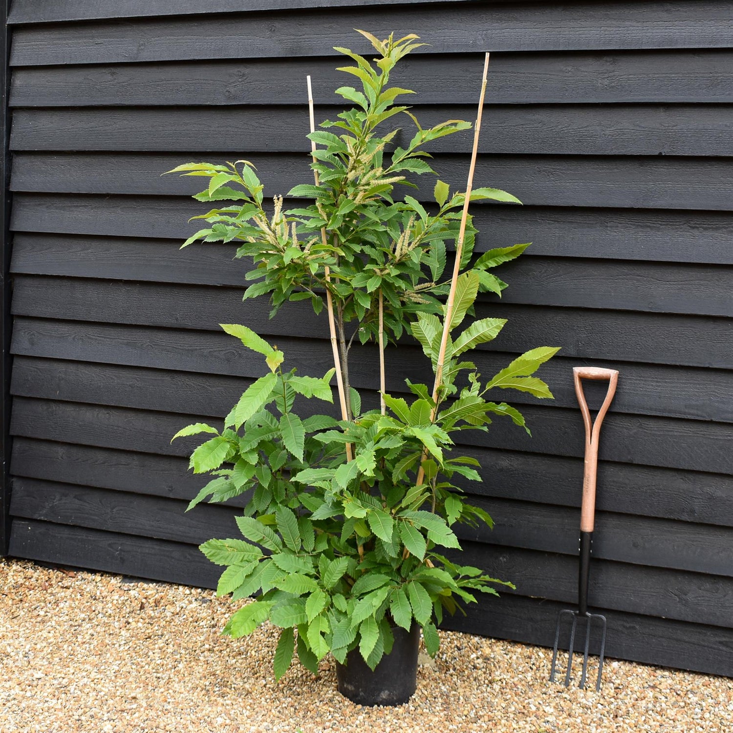 Sweet Chestnut | Castanea sativa - Multistem - Height 150-200cm - 12lt