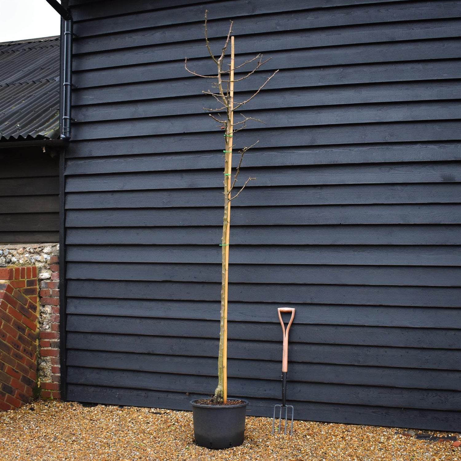 Flowering Crab Apple Tree | Malus 'Golden Hornet' -  Clear Stem - Height 250-300cm - Girth 6-8cm - 45lt