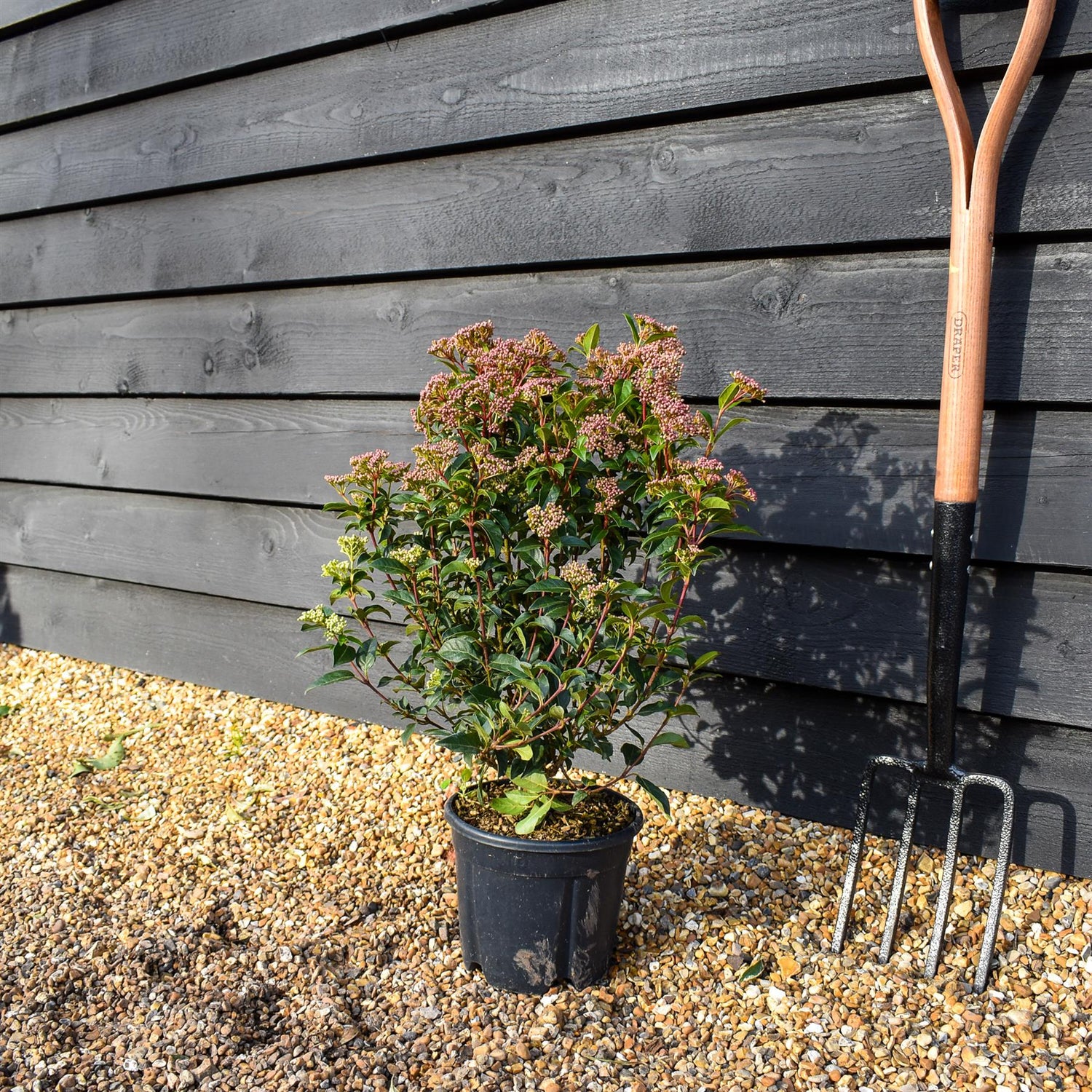Viburnum tinus | Laurustinus - Shrub - Height 50-60cm - 3lt