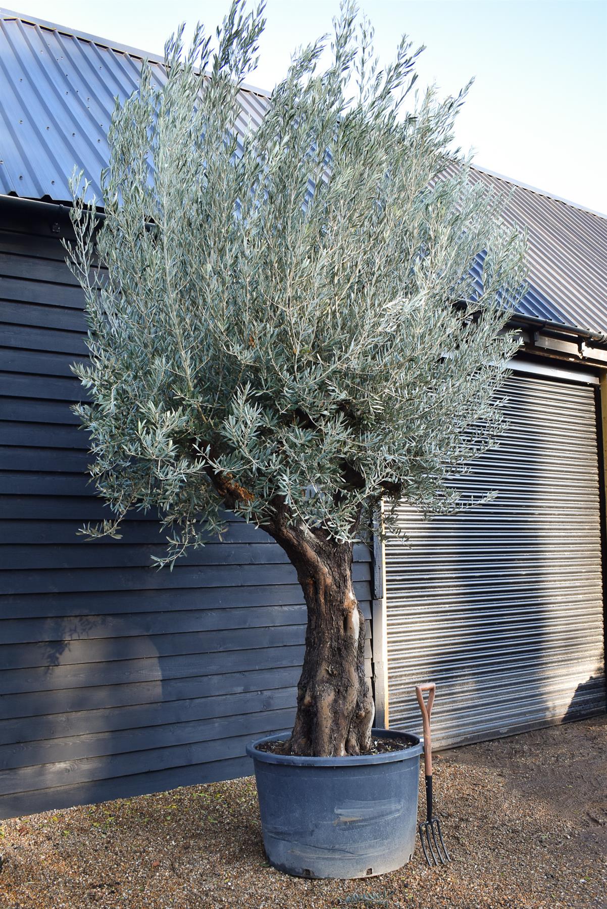 Olive Tree | Olea Europea - Specimen - Large Mature - Girth 100-110cm - Height 350 -400cm - 380lt